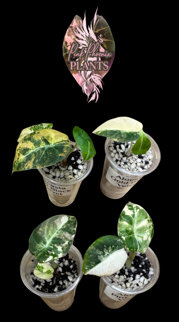 Grower's Choice