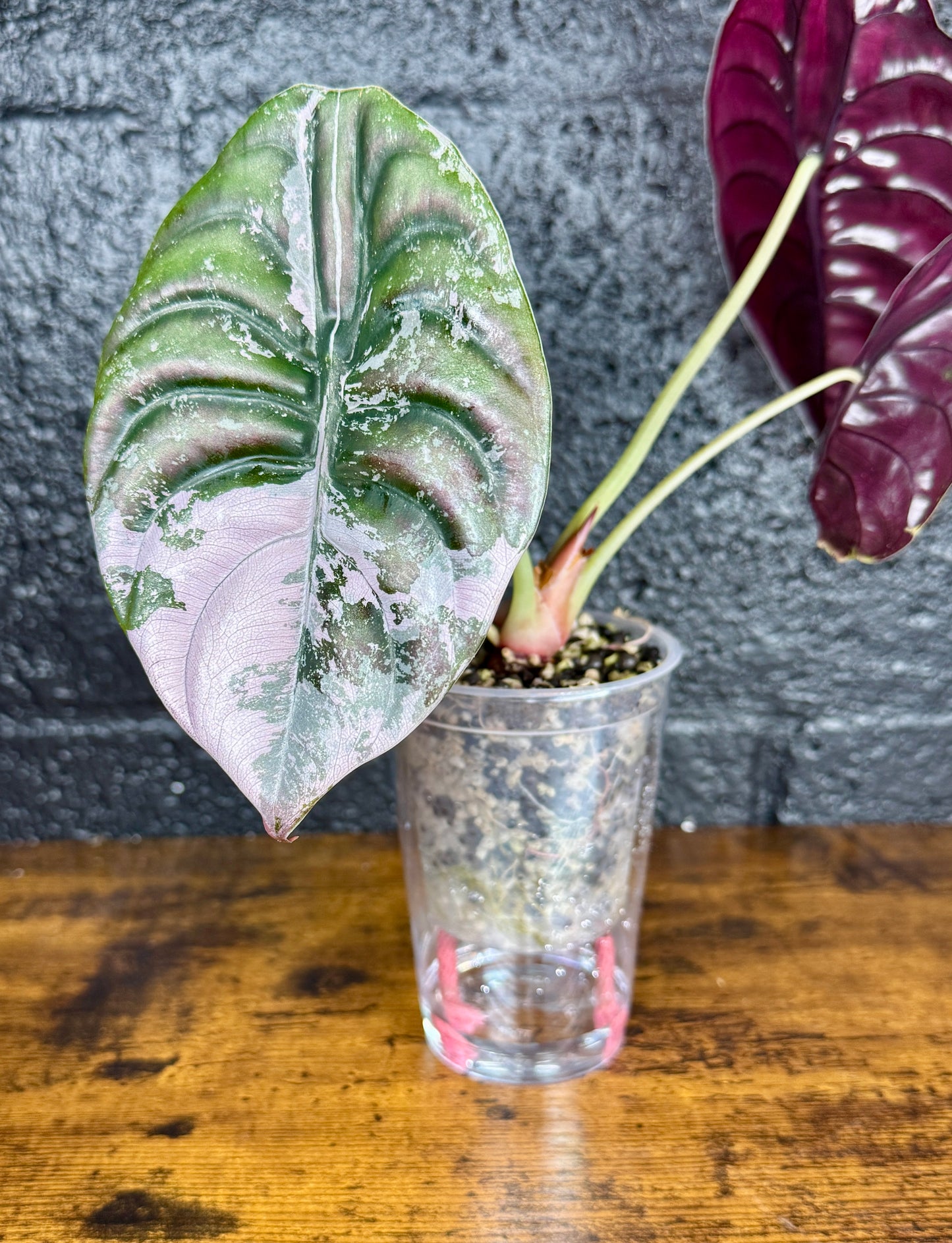 Self-Watering Pots with Heart Straw π
