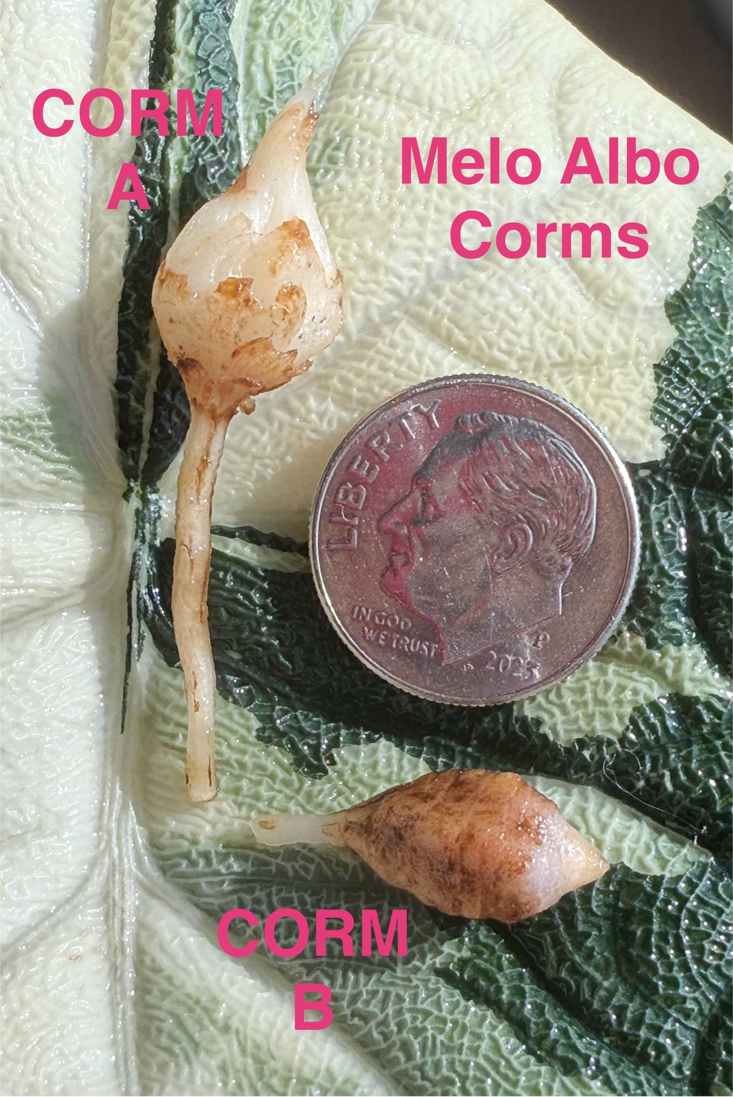 Melo Albo Corm