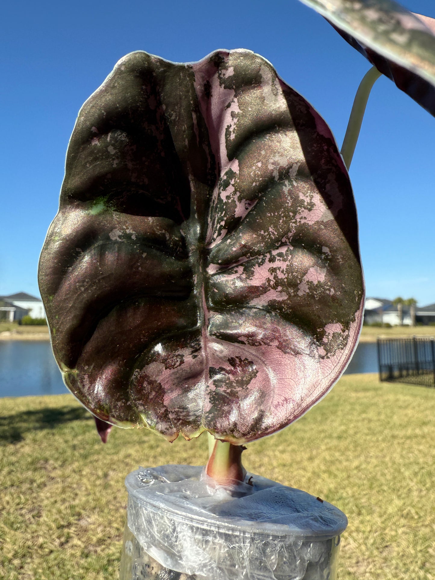 True Pink Cuprea (Corming size)