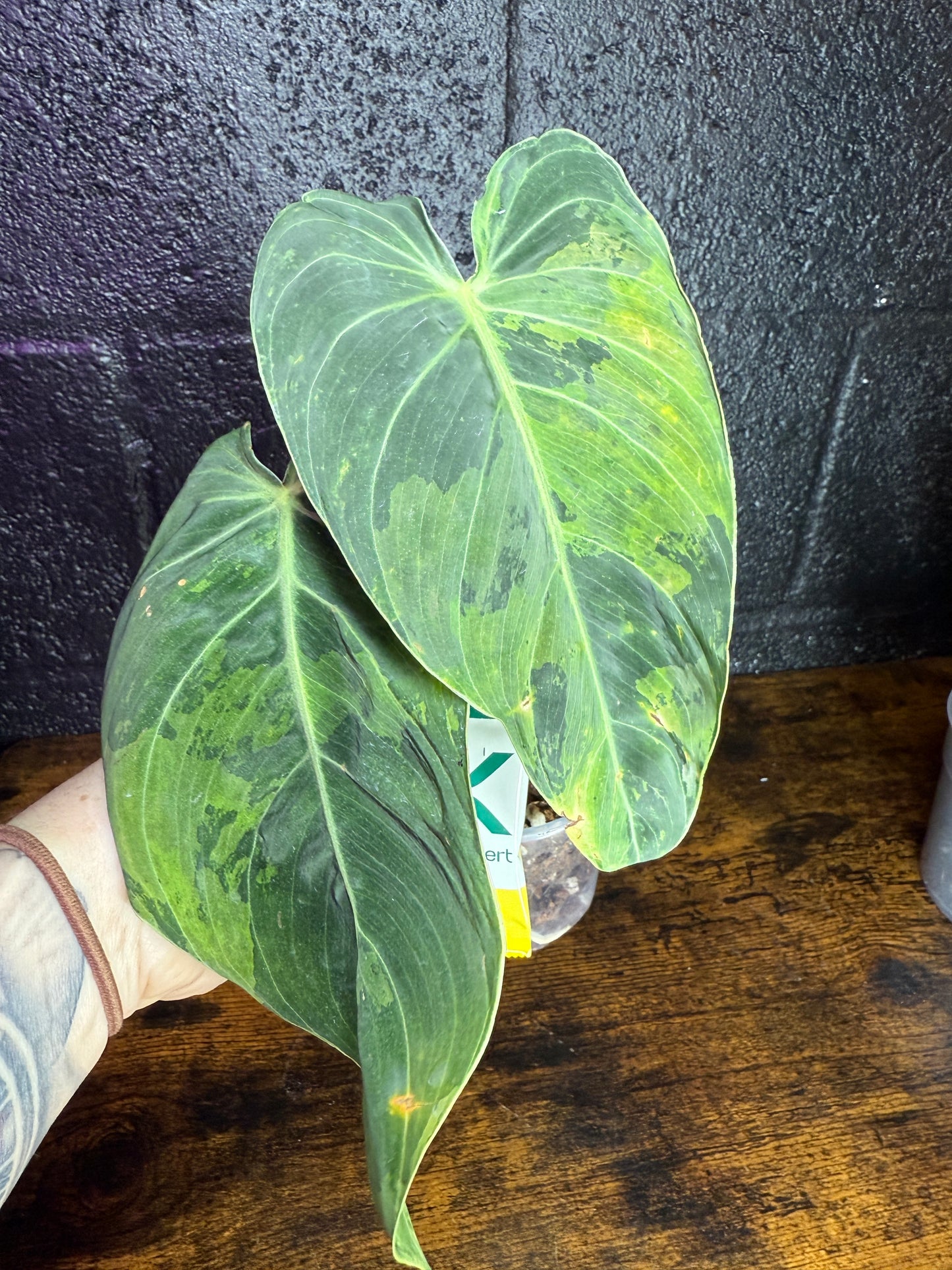 Variegated Melanochrysum