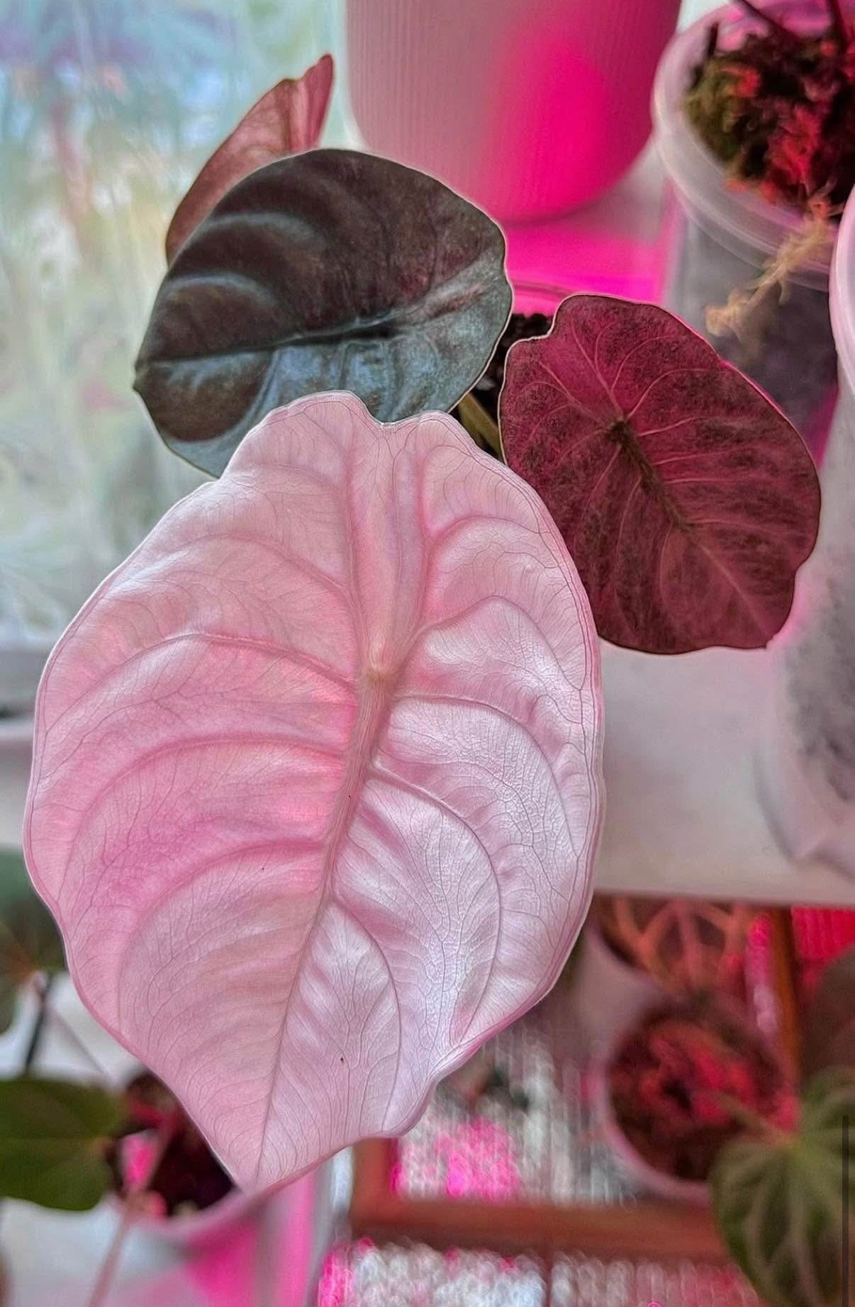 Pink Cuprea