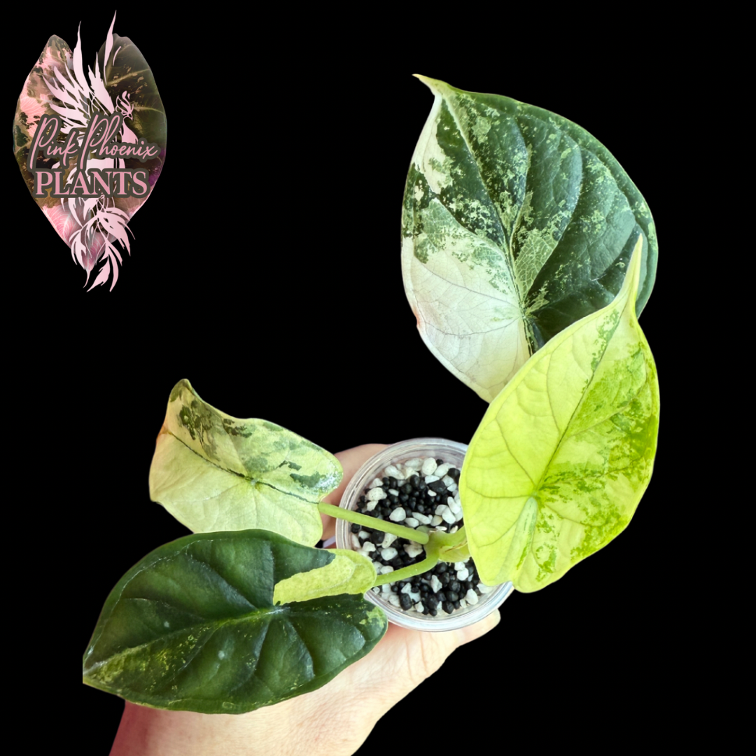 Variegated Dragon Scale
