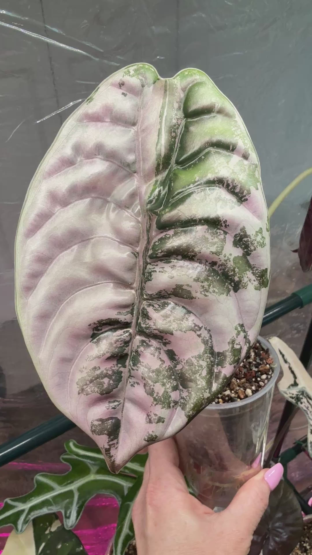 True Pink Cuprea (Corming size) – Pink Phoenix Plants