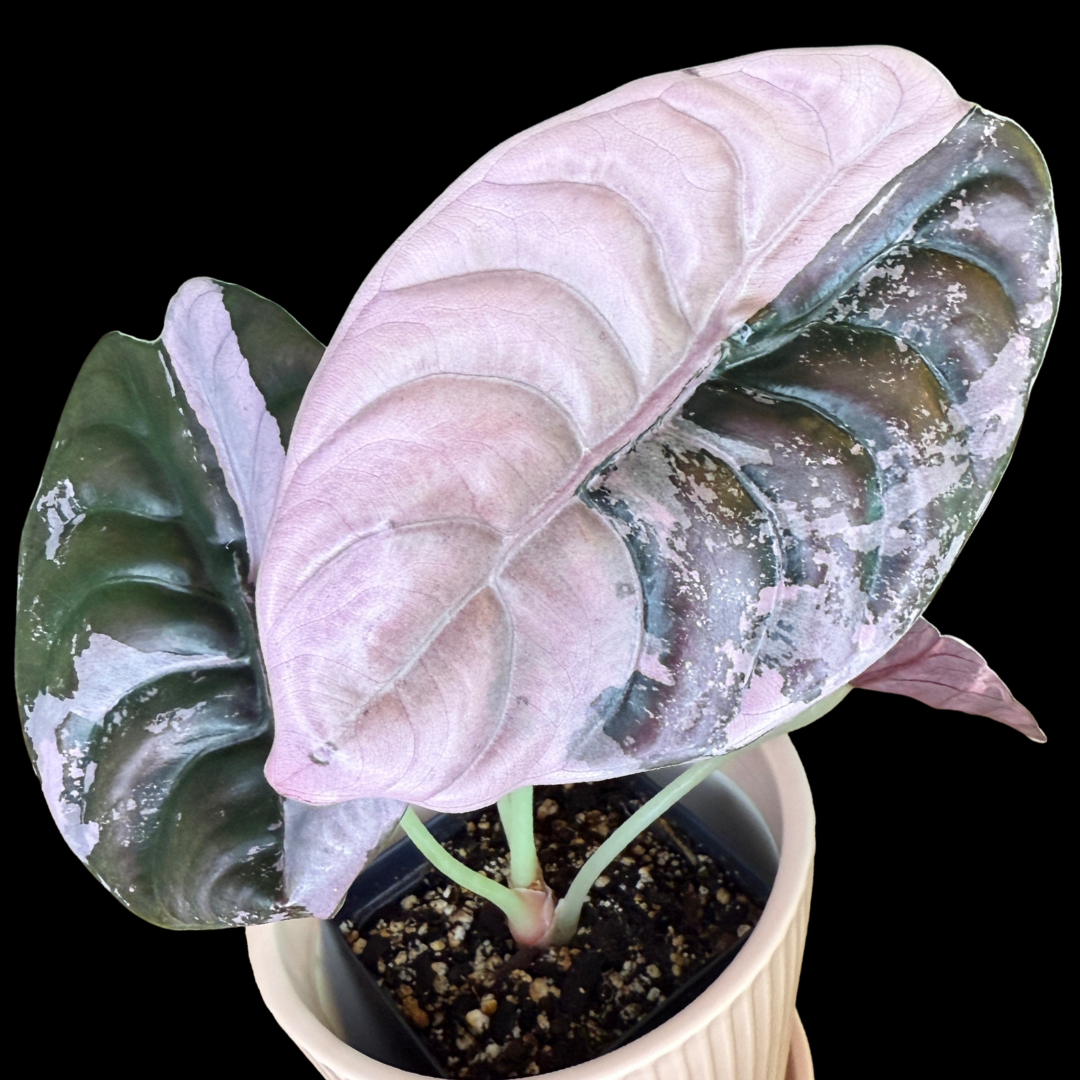 Plants and Corms