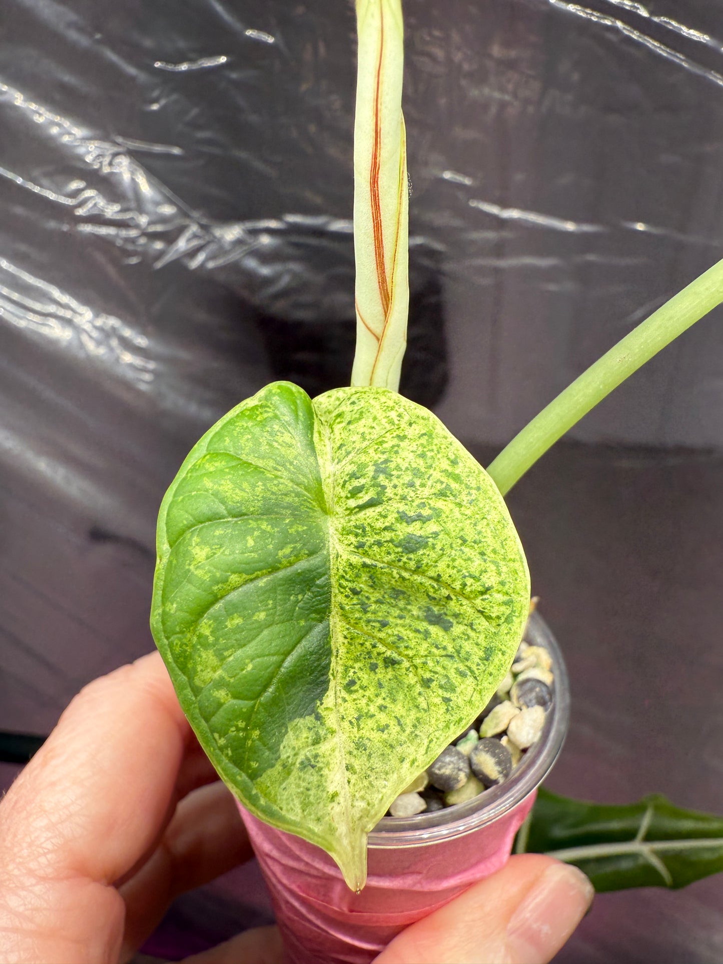 Dragon Scale Mint (Corming Size)