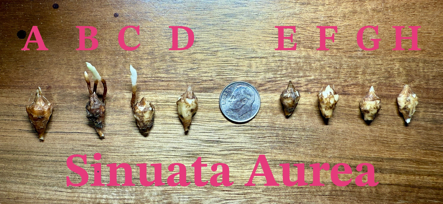 Sinuata Aurea Corms