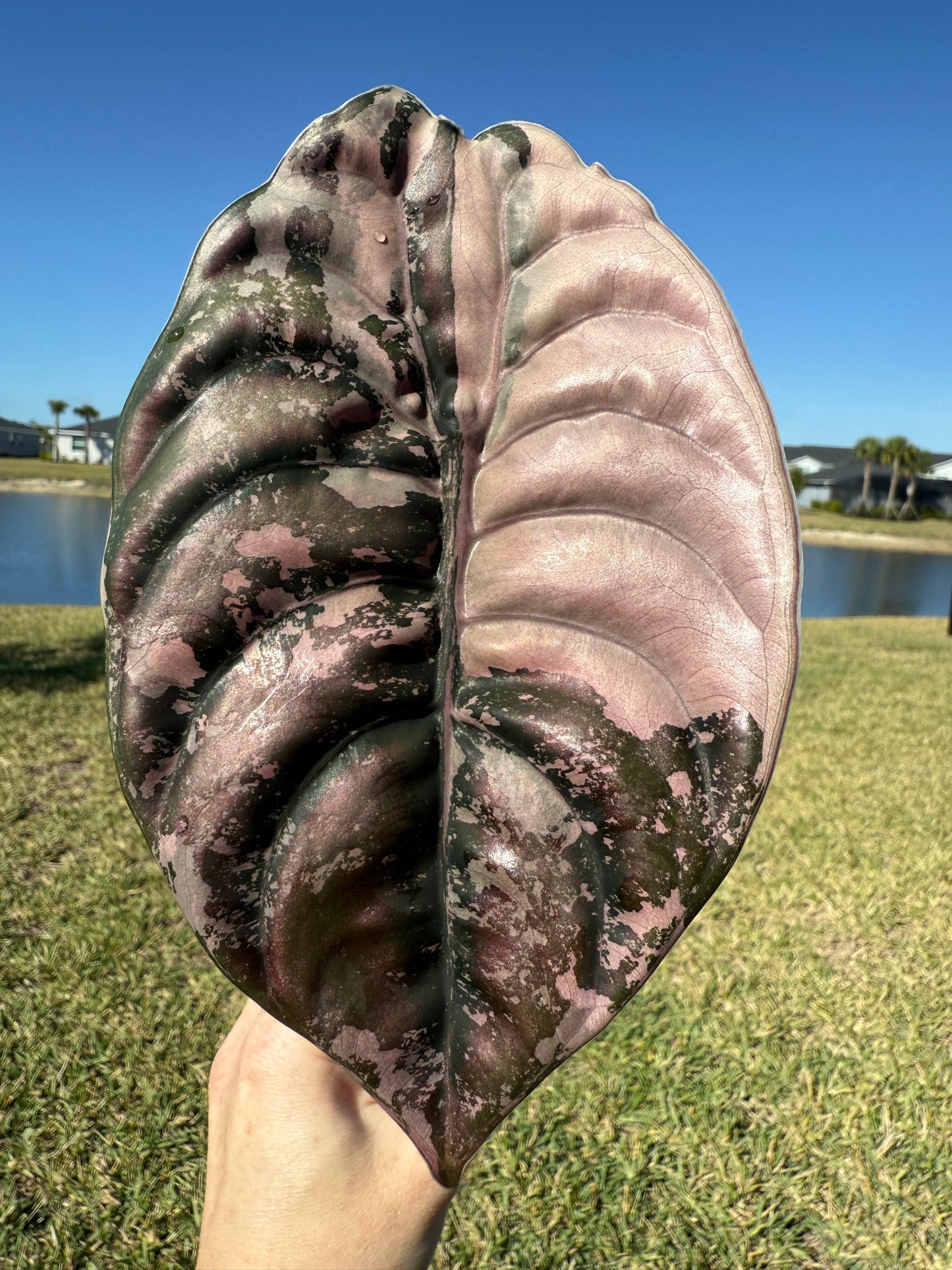 True Pink Cuprea (Corming size)