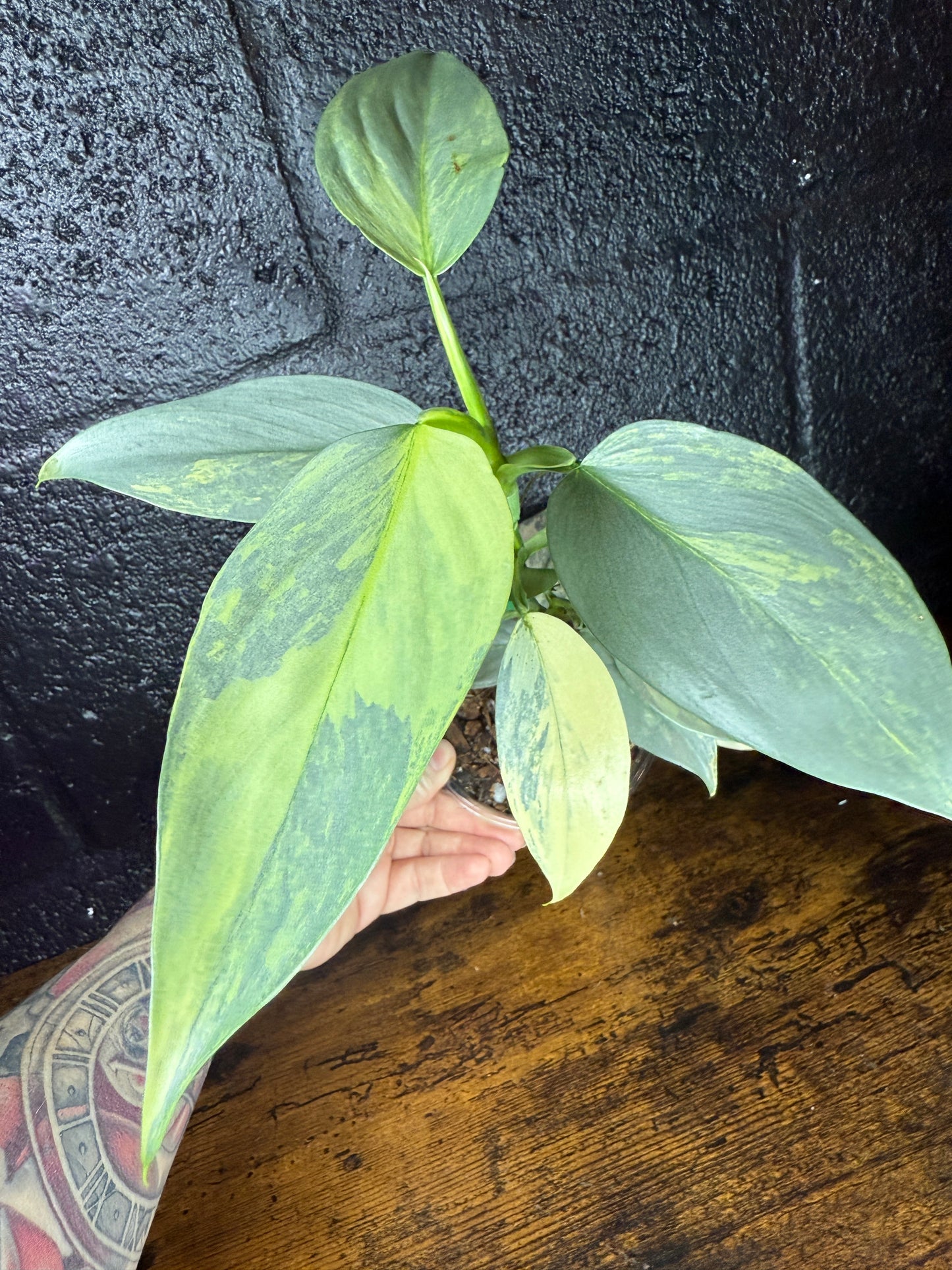 Variegated Silver Sword