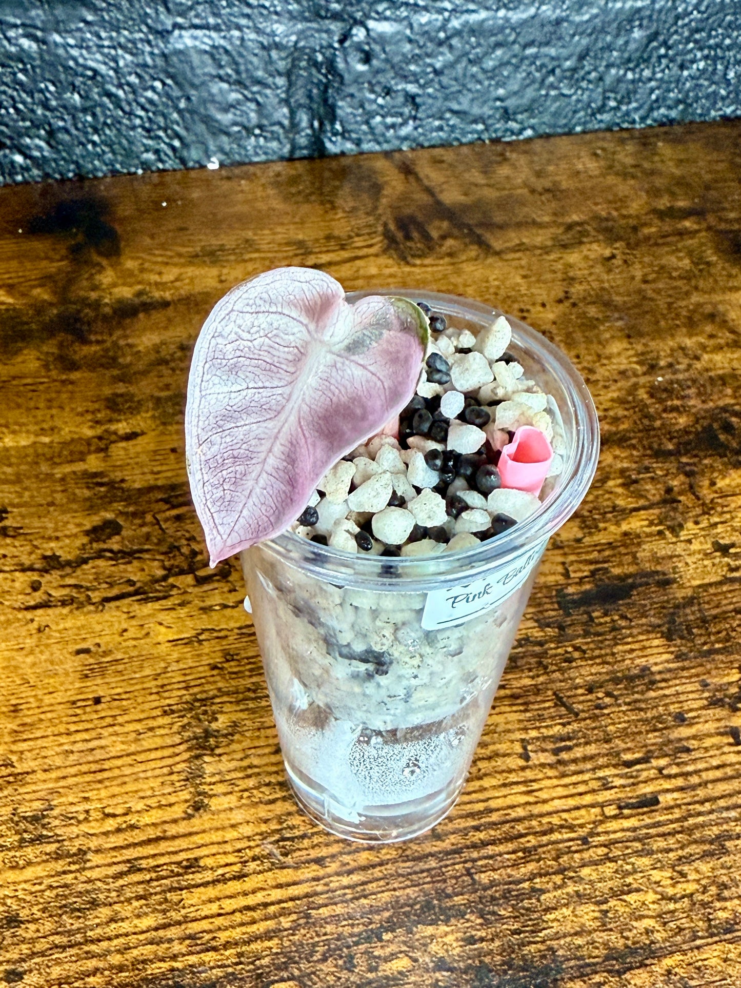 Self-Watering Pots with Heart Straw 💗