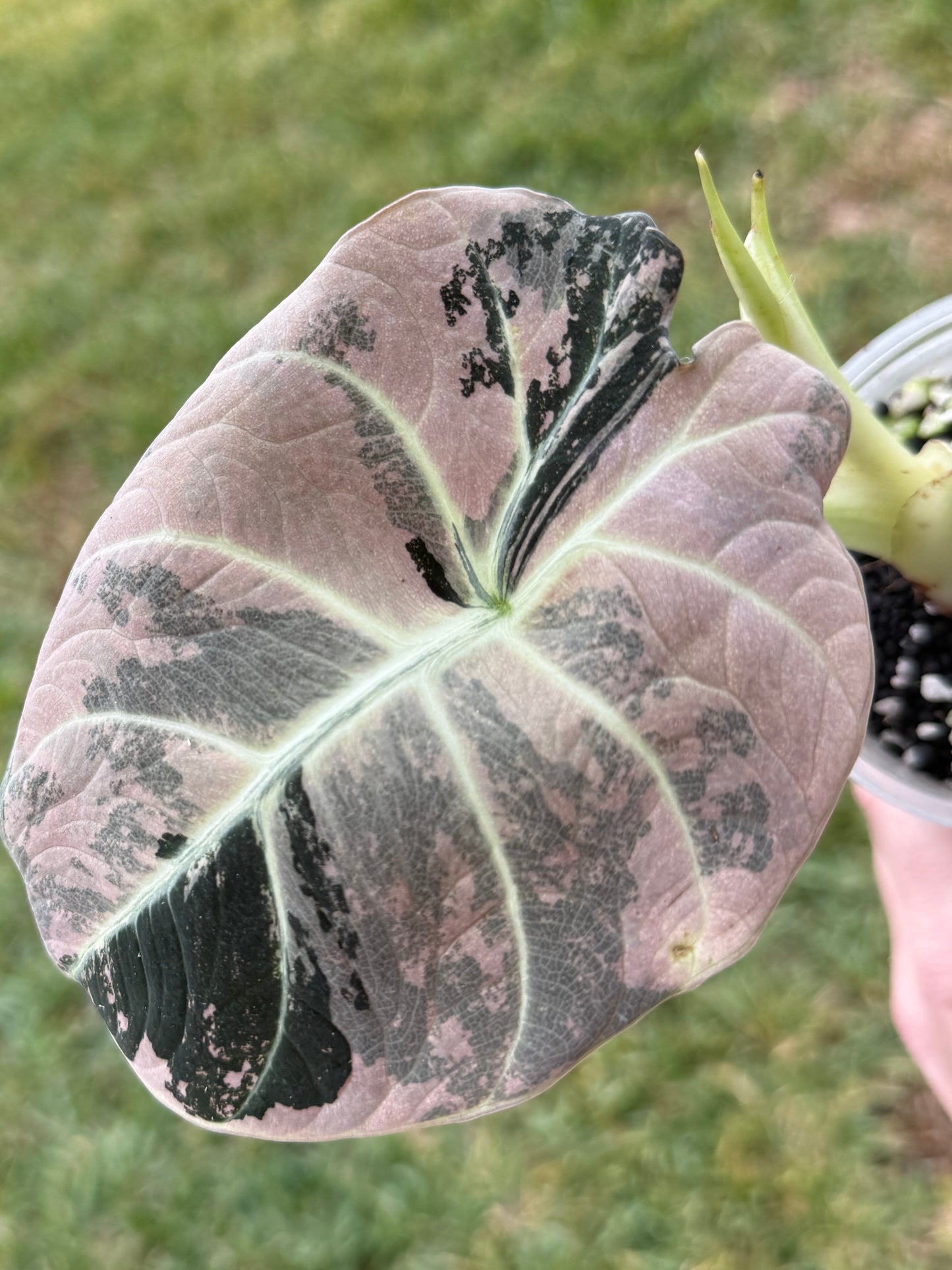 Pink Black Velvet Lavender Corm