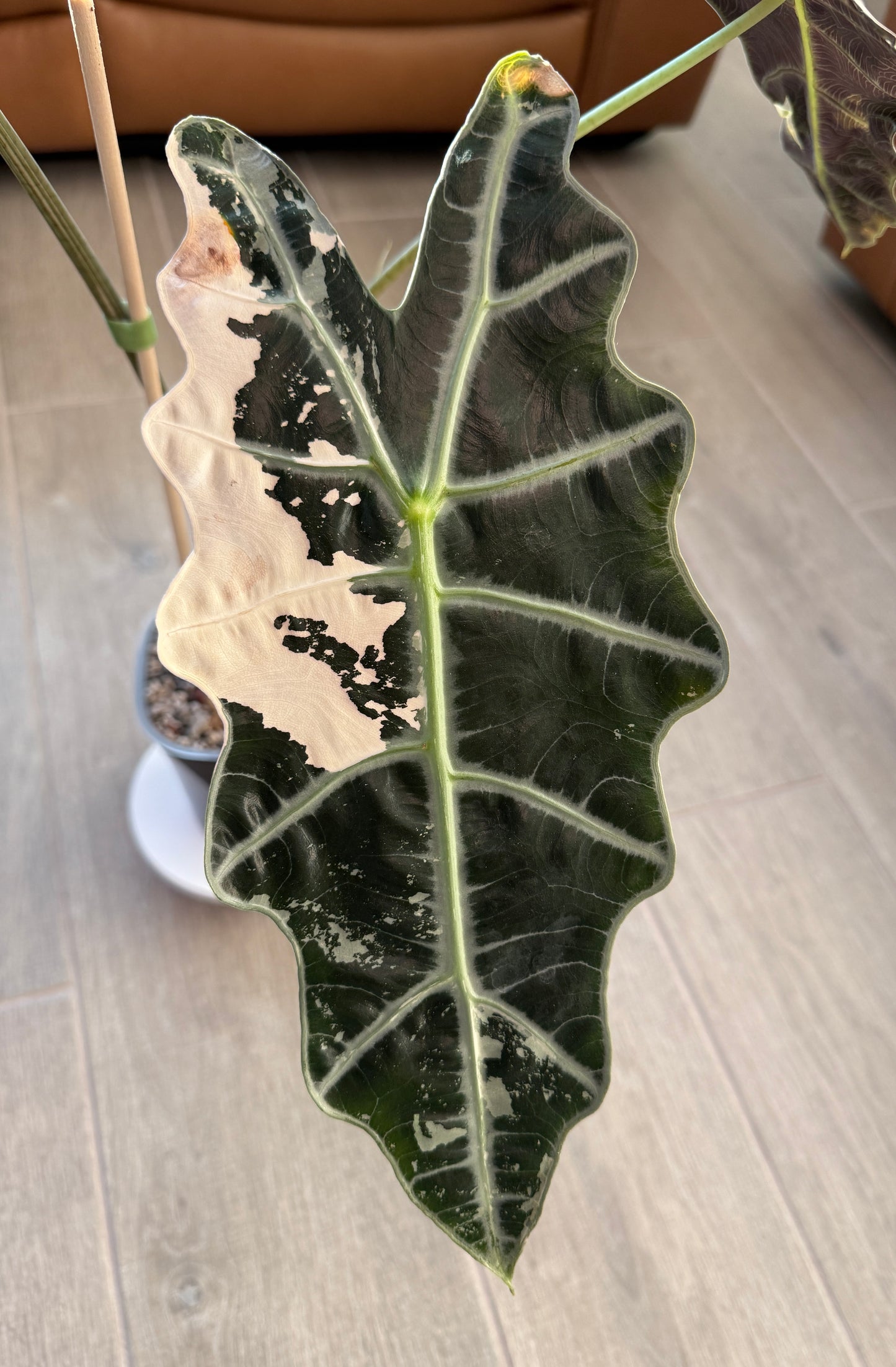 True Pink Amazonica (Corming Size)