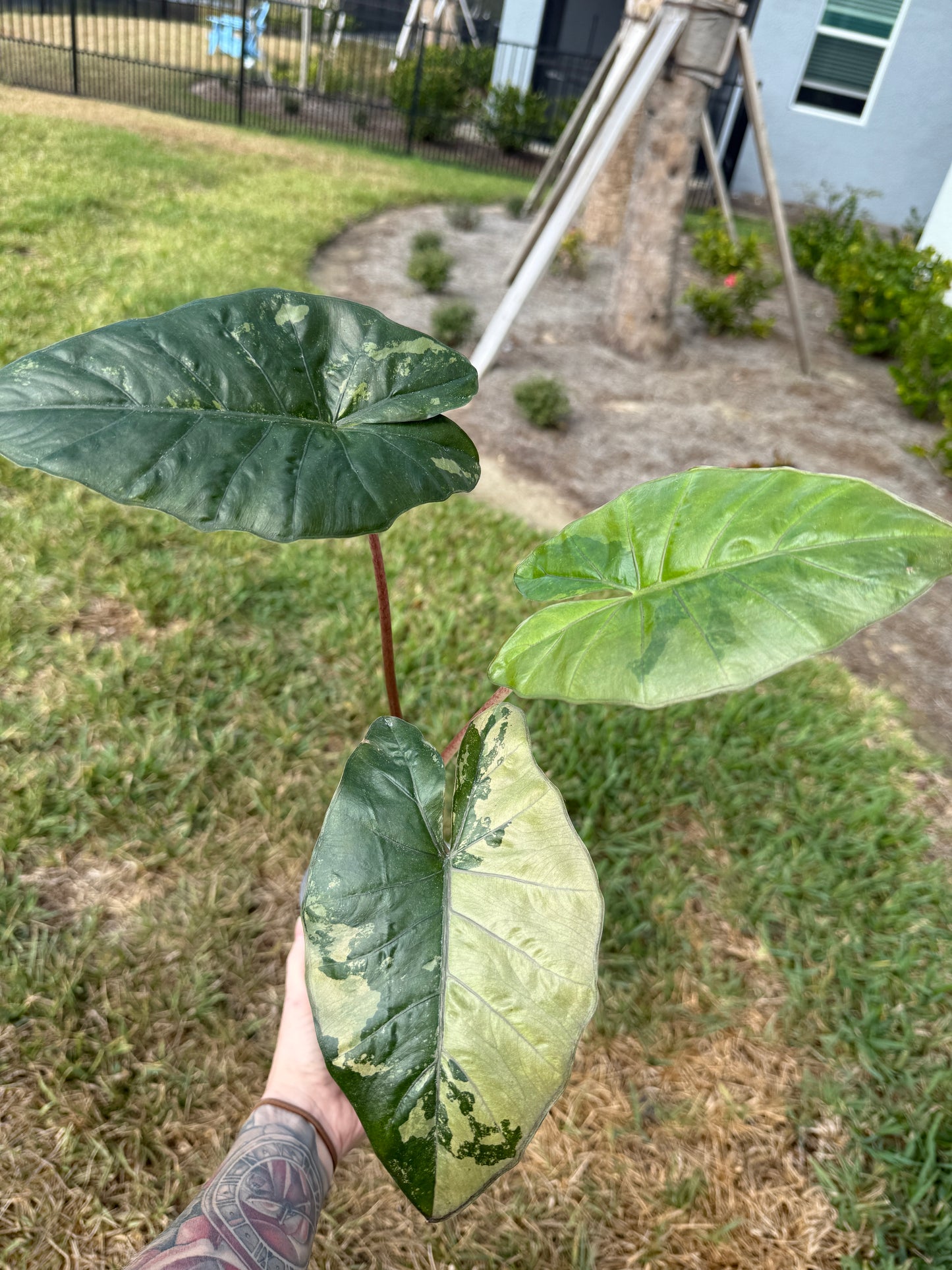 Yucatán Princess (Corming Size)