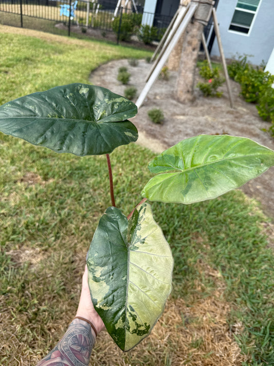 Yucatán Princess (Corming Size)