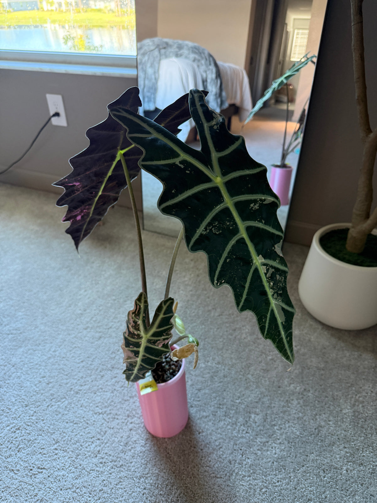 Pink True Amazonica (Corming Size)