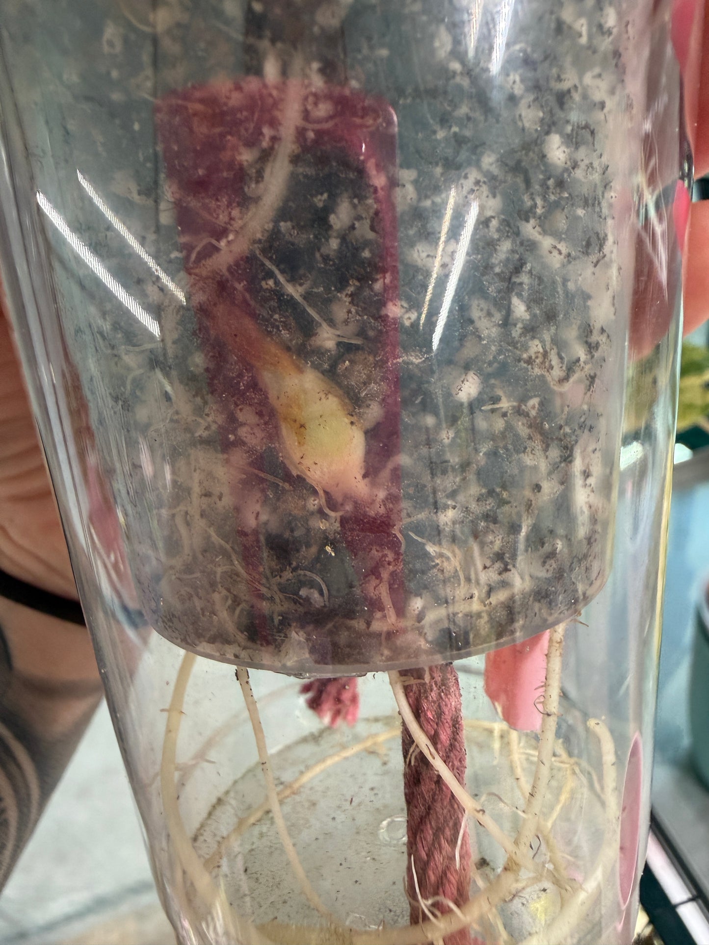 Pink Black Velvet with several corms