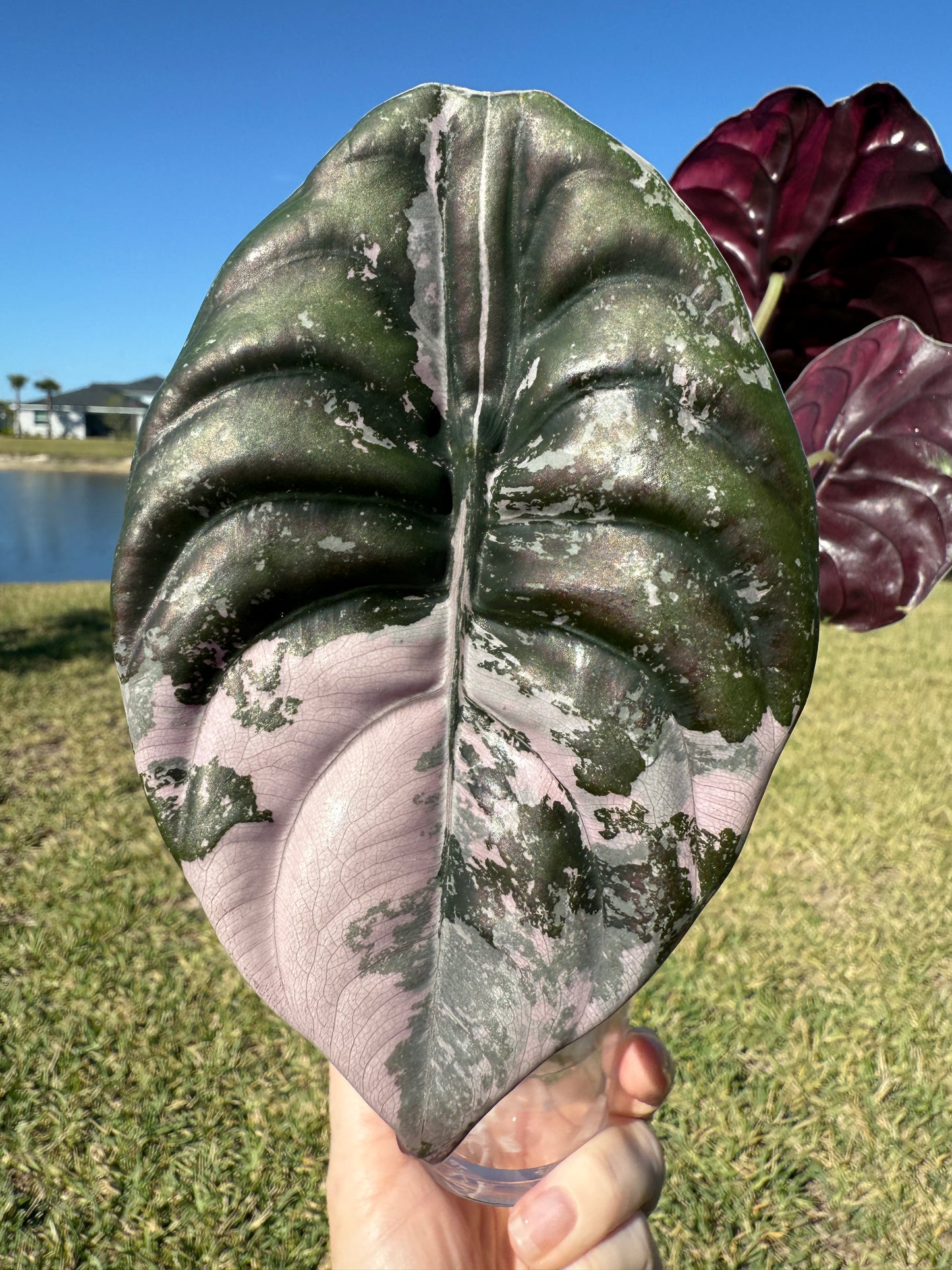 True Pink Cuprea (Corming size)