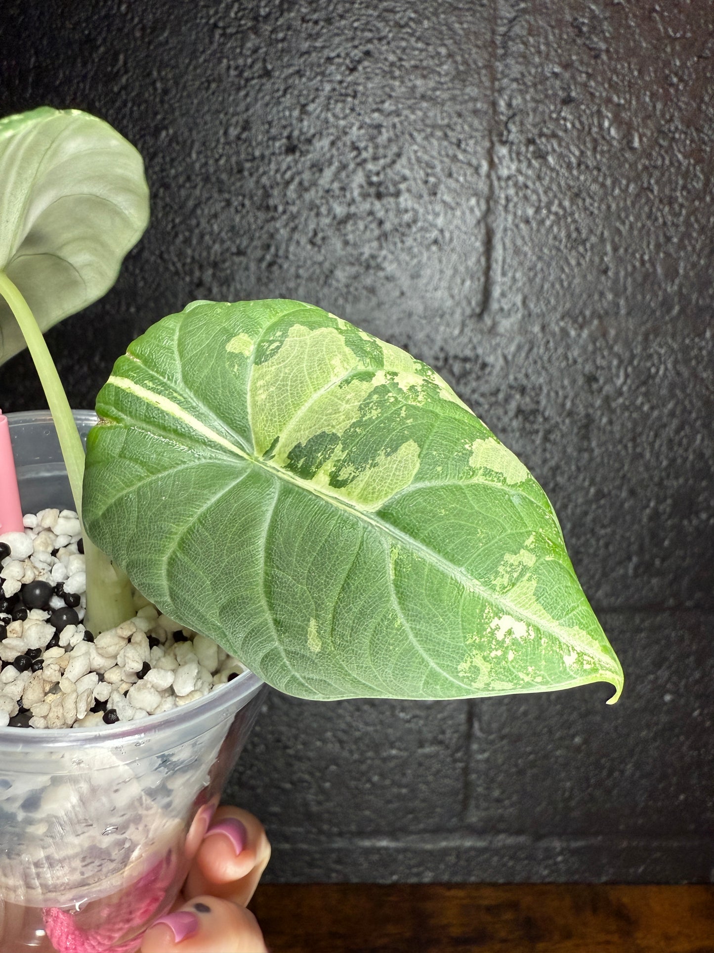 Maharani Albo (Corming Size)