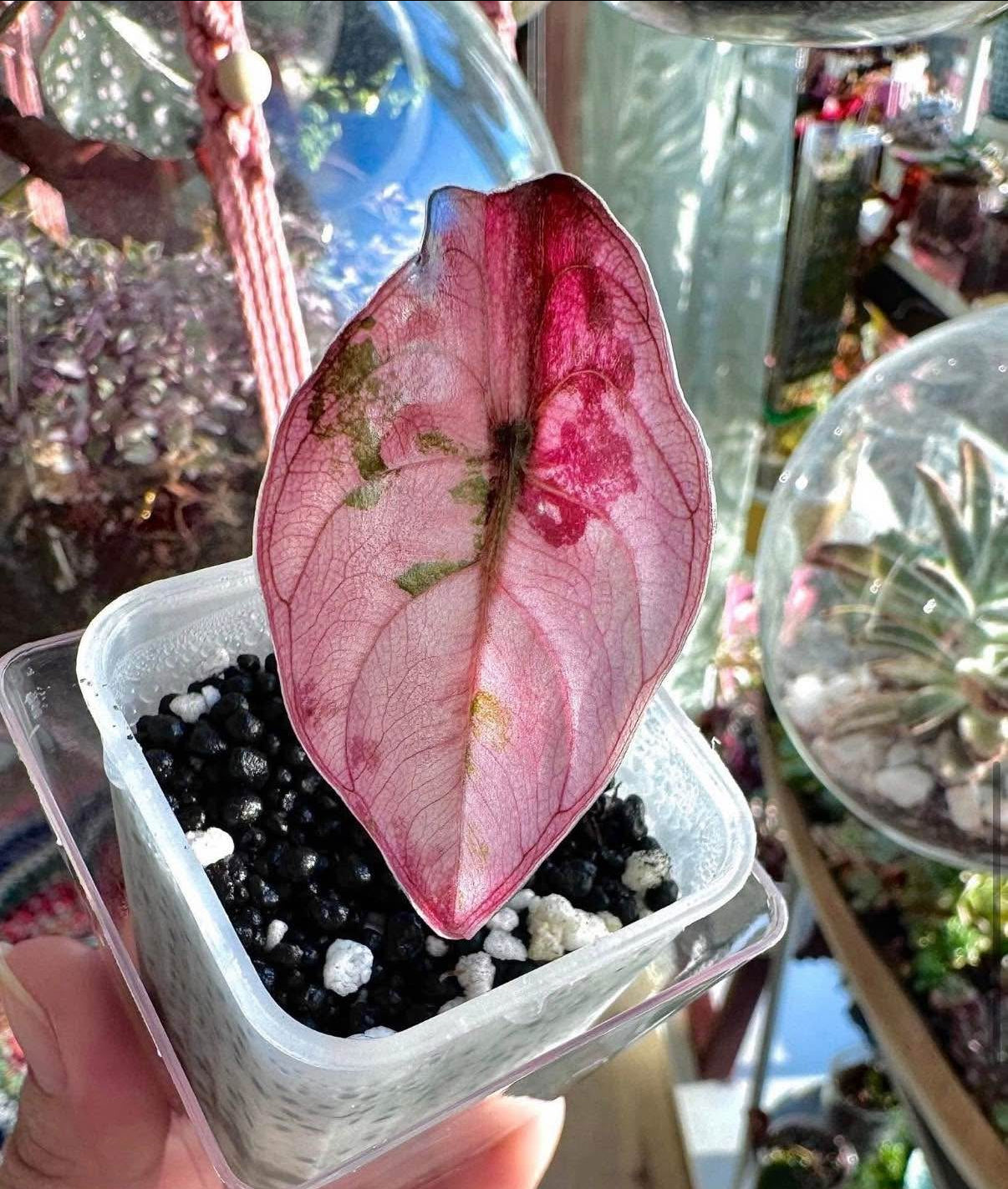 Pink Cuprea