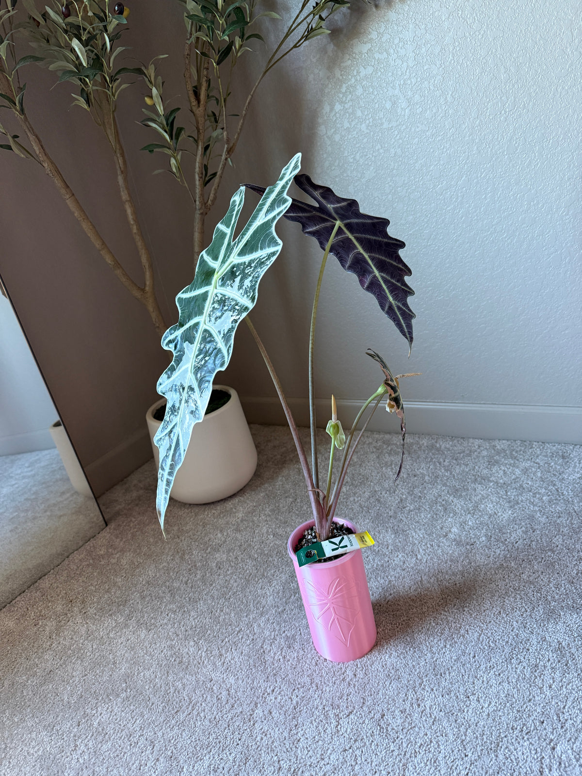 Pink True Amazonica (Corming Size)