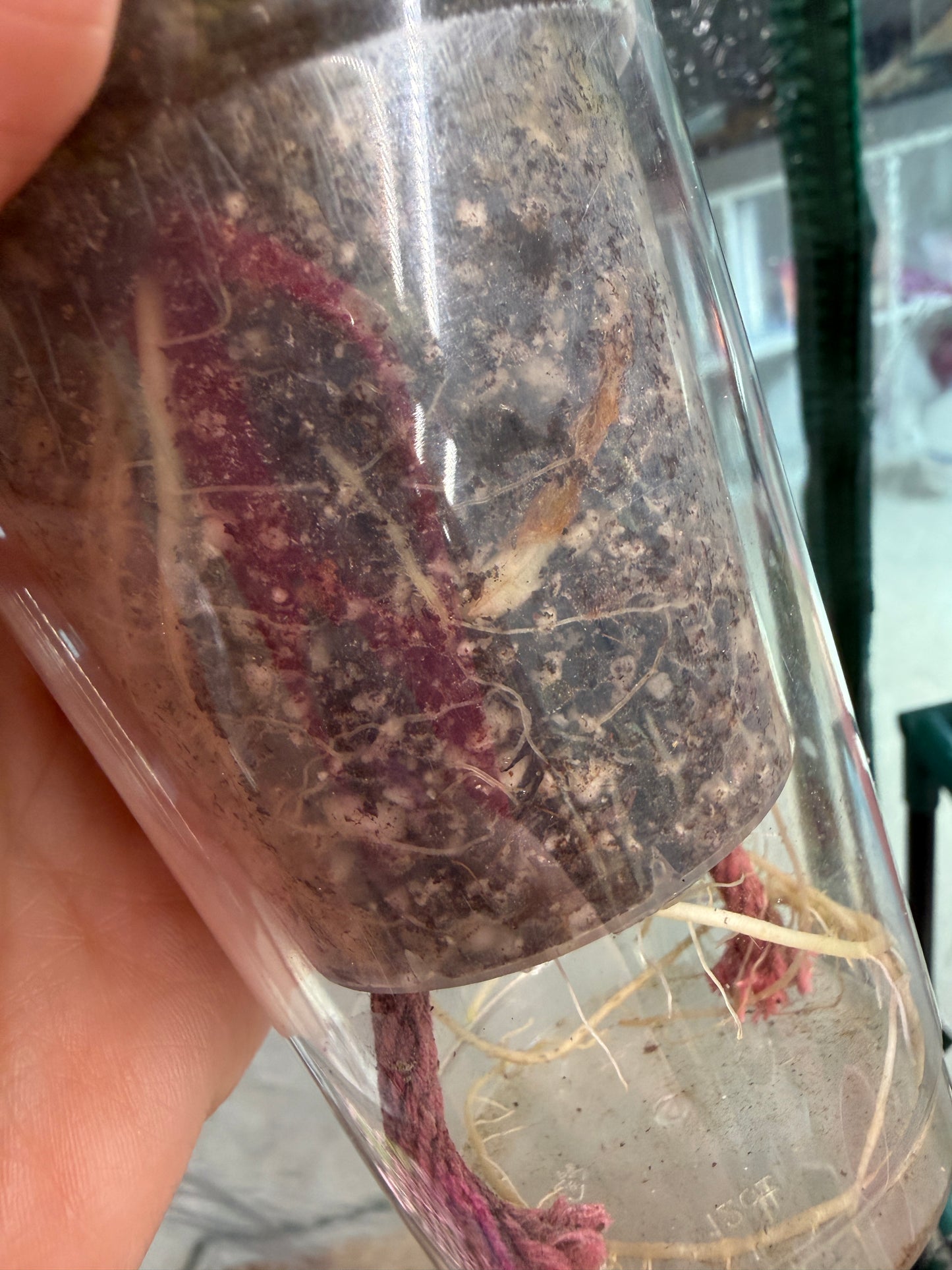 Pink Black Velvet with several corms