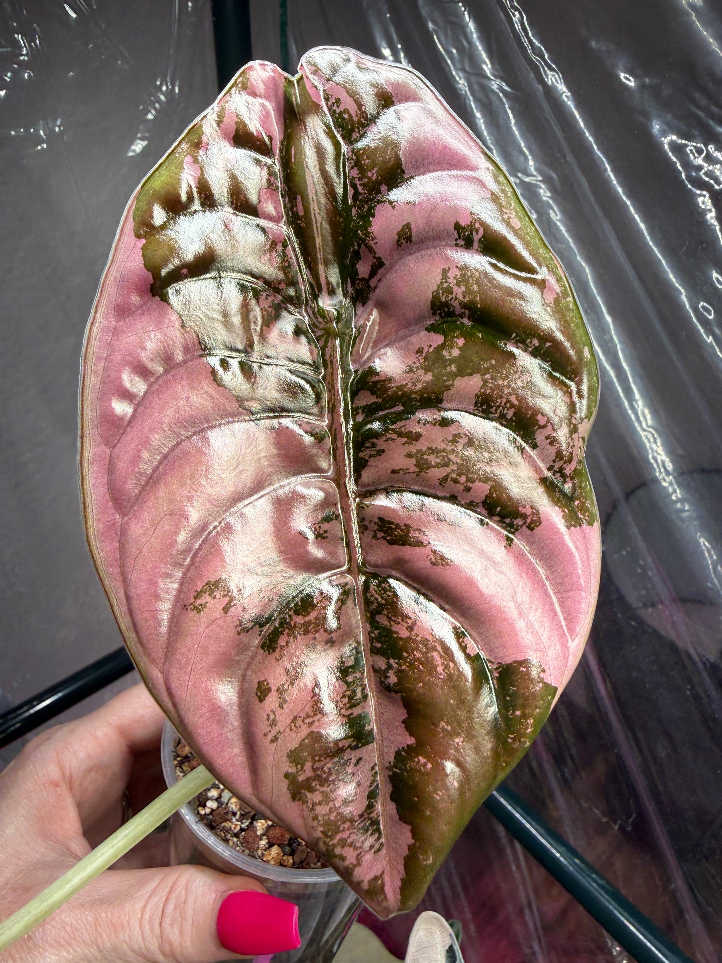 True Pink Cuprea (Corming size)