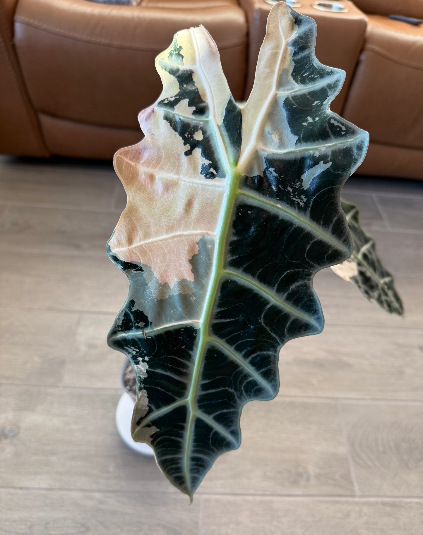 True Pink Amazonica (Corming Size)