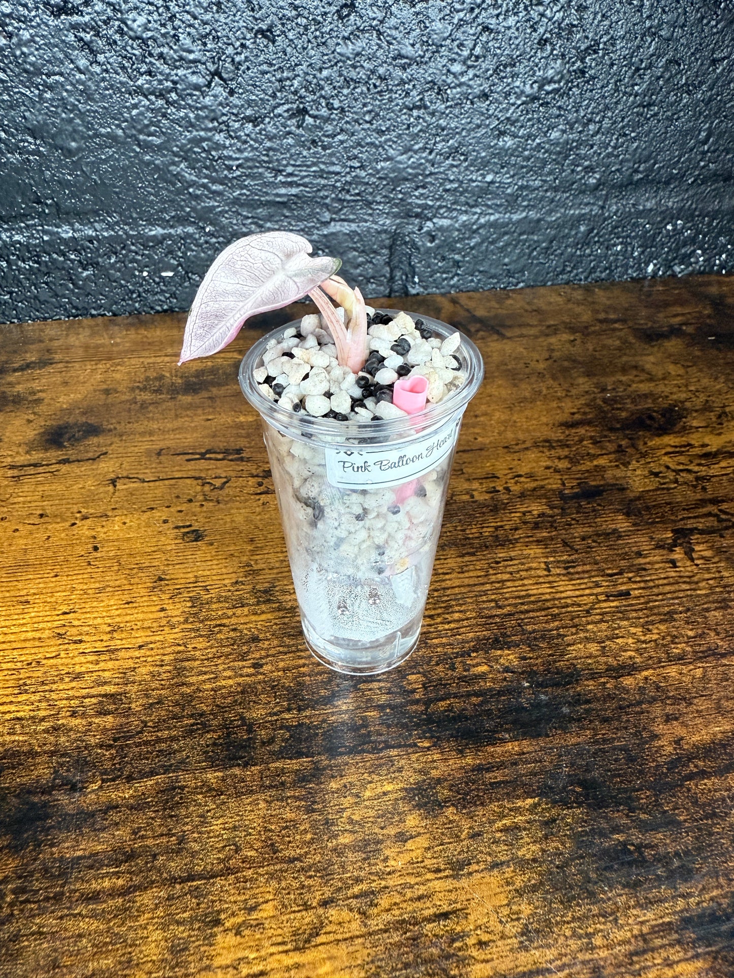 Self-Watering Pots with Heart Straw 💗