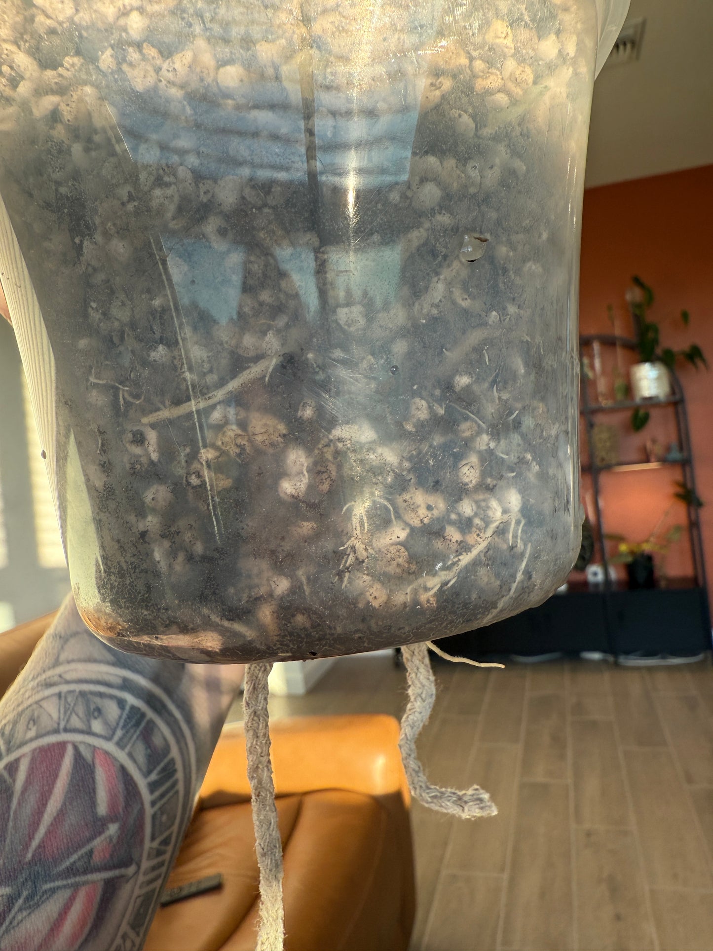 True Pink Amazonica (Corming Size)