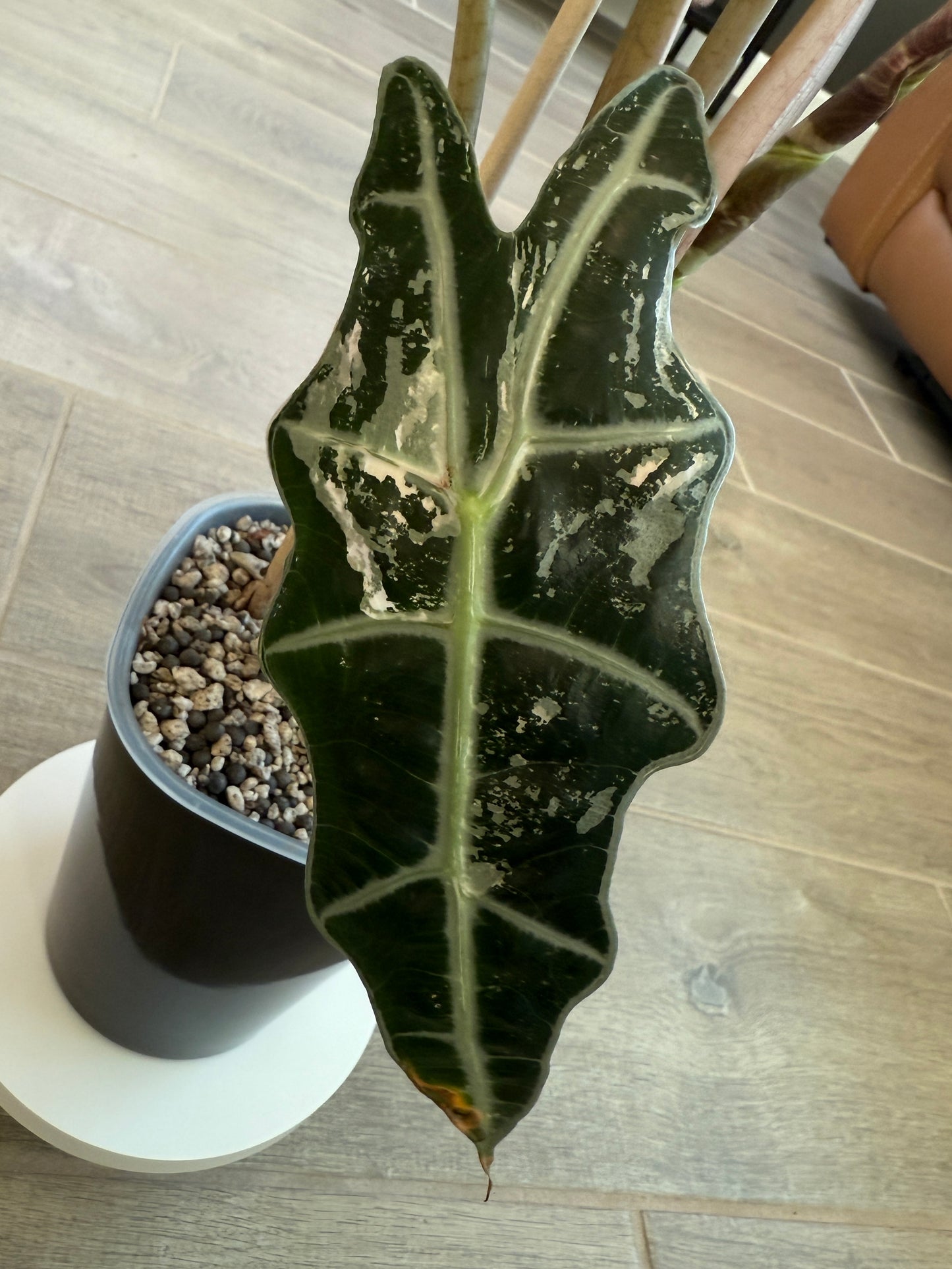 True Pink Amazonica (Corming Size)