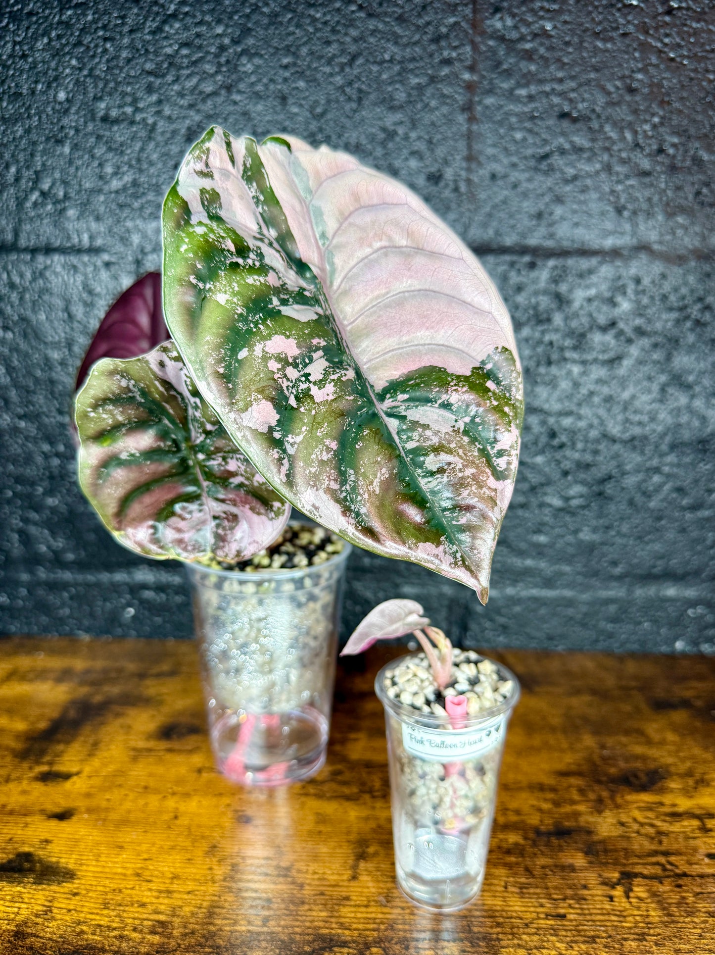 Self-Watering Pots with Heart Straw 💗