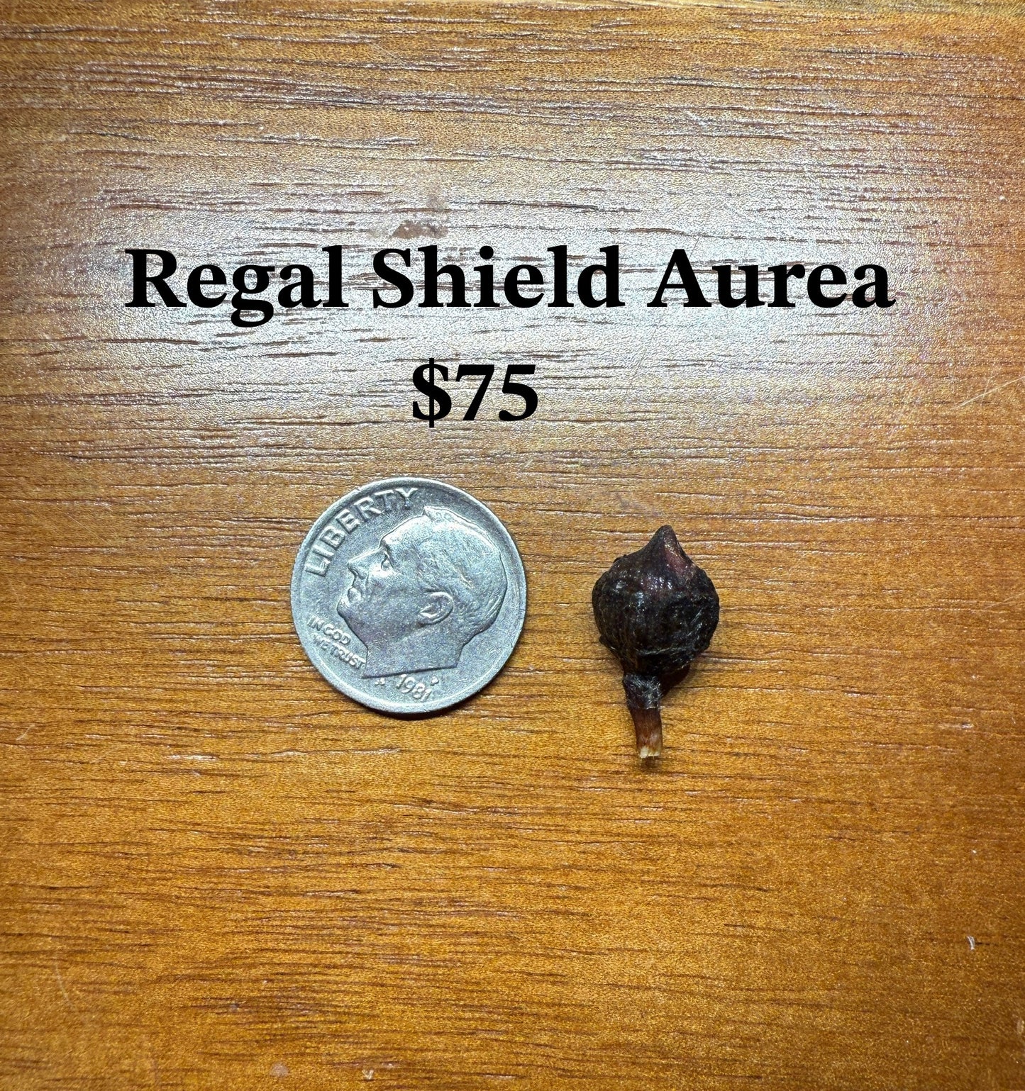 Regal Shield Aurea Corm