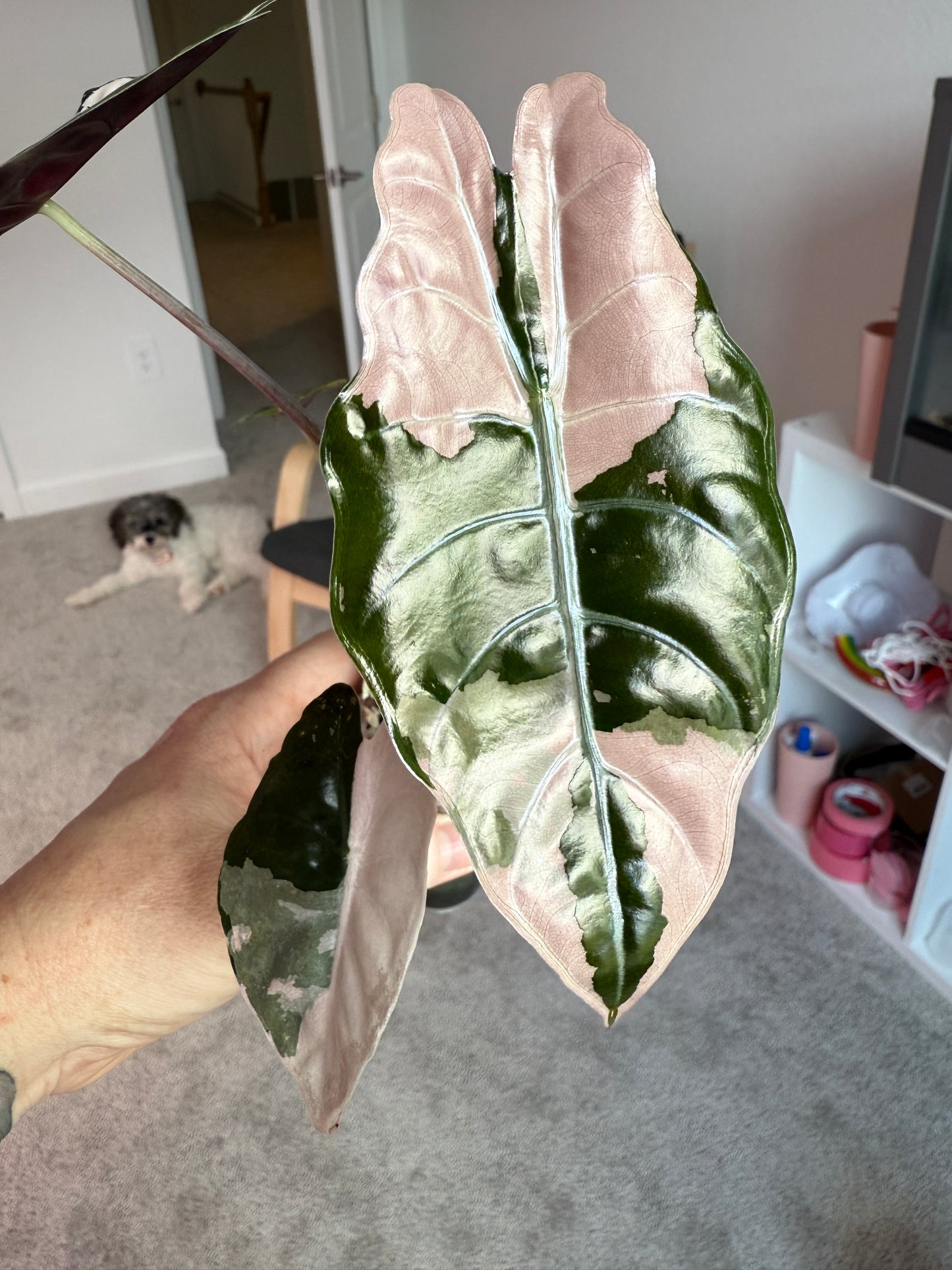 Pink Chantrieri Corm