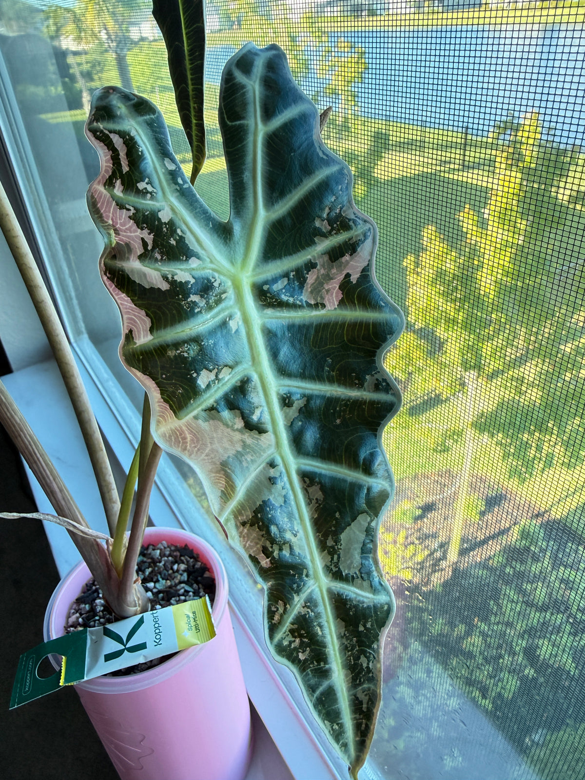 Pink True Amazonica (Corming Size)