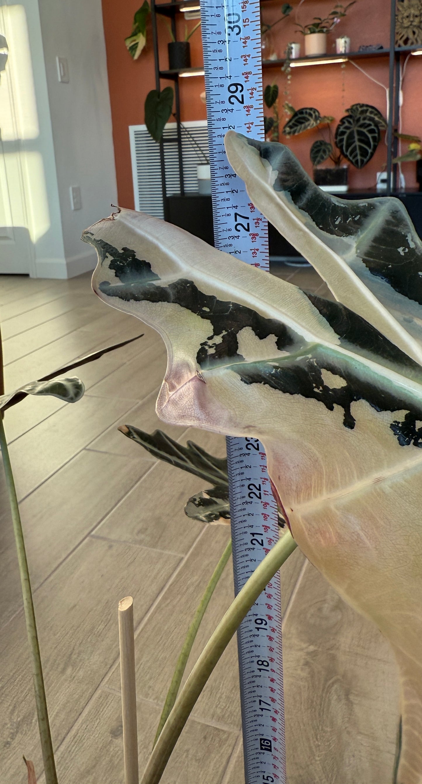 True Pink Amazonica (Corming Size)