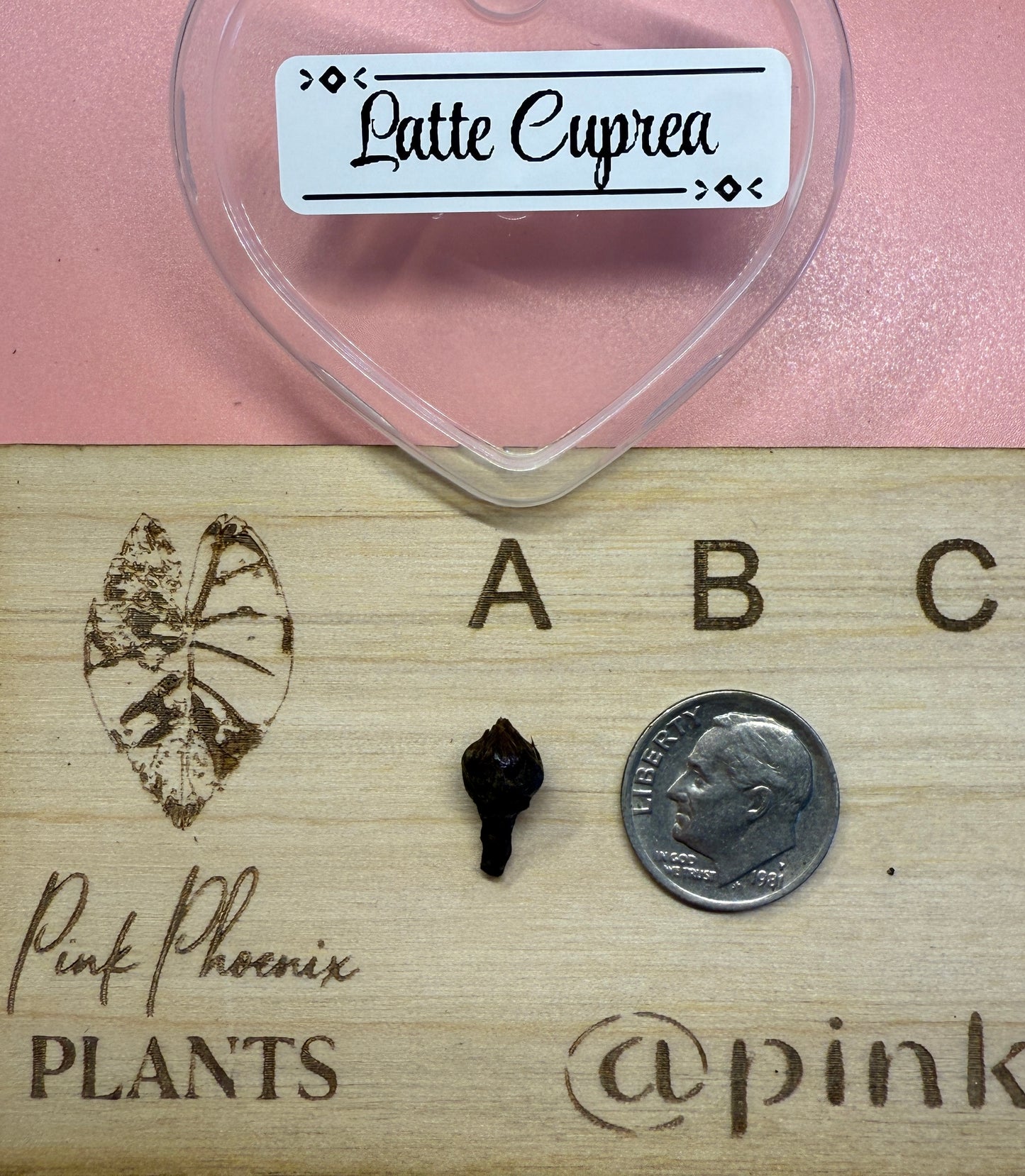 Strawberry Latte Cuprea Corm