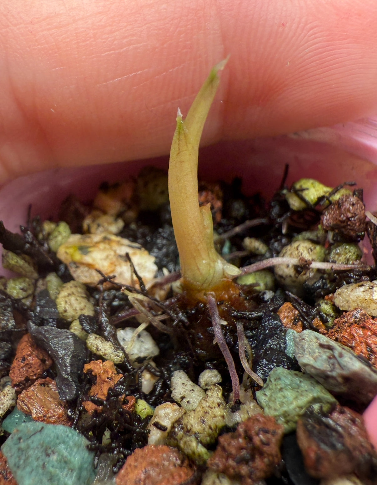 Pink Watsoniana Sprouting Corm