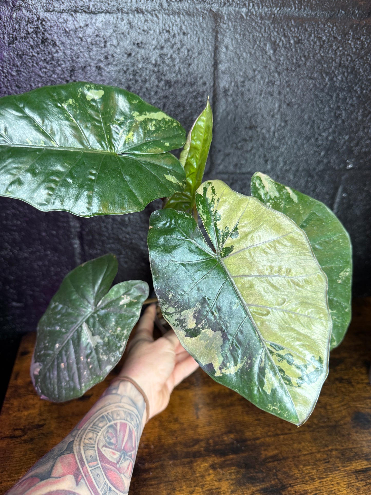 Yucatán Princess (Corming Size)