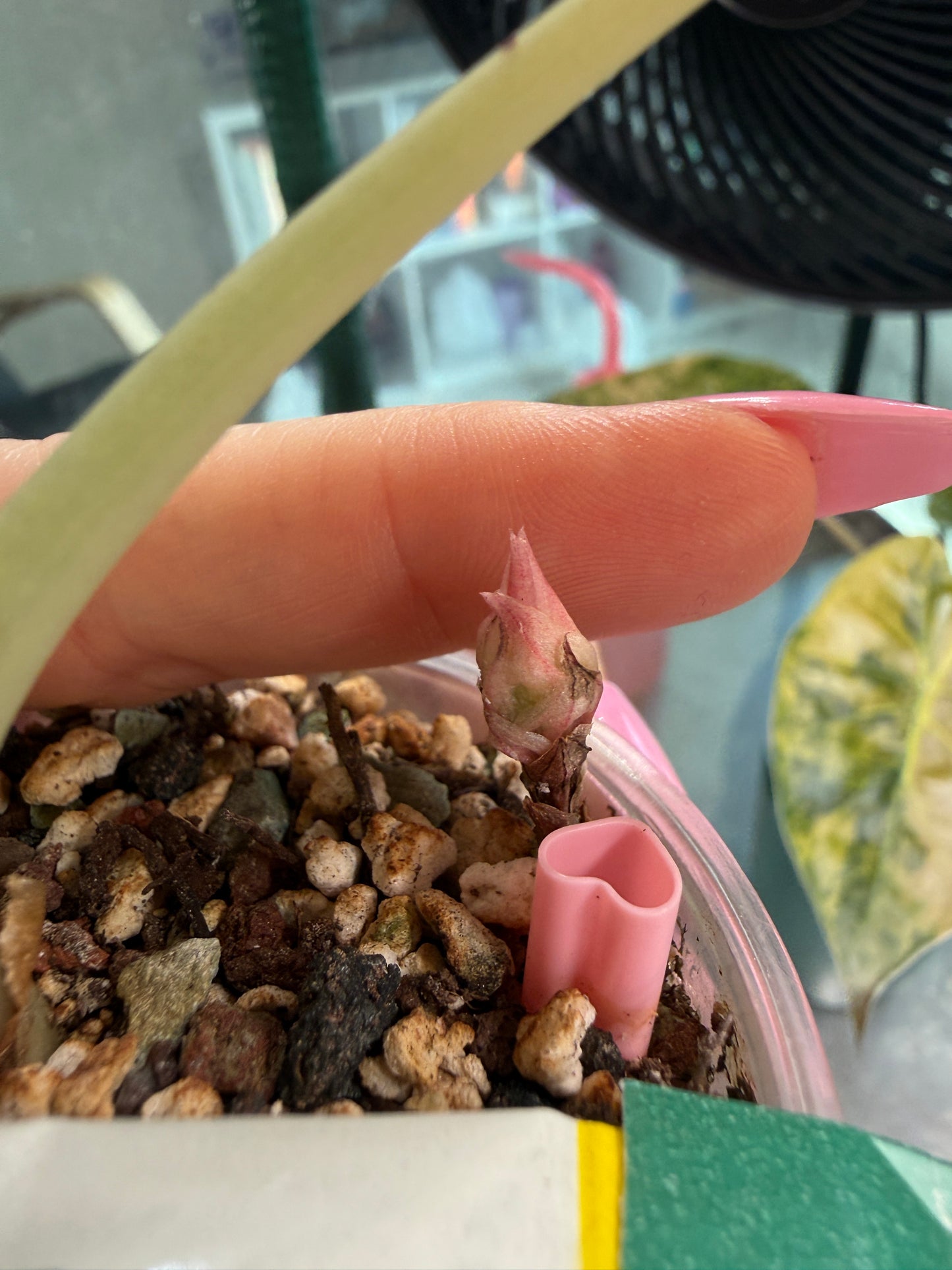 Pink Black Velvet with several corms