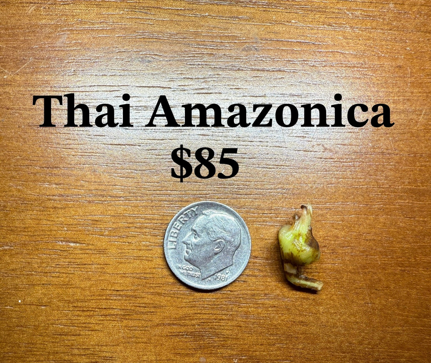 Pink Thai Amazonica Corm