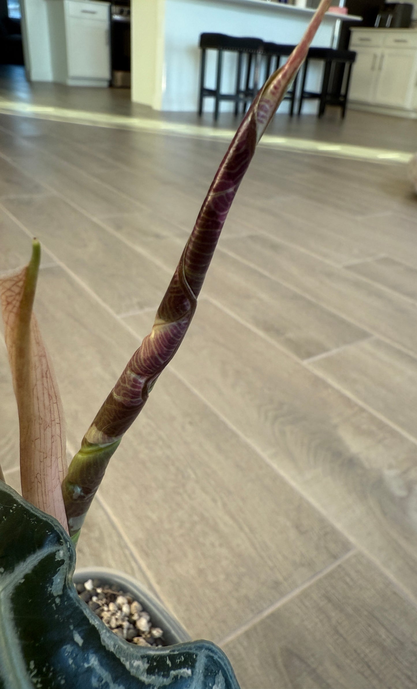 True Pink Amazonica (Corming Size)