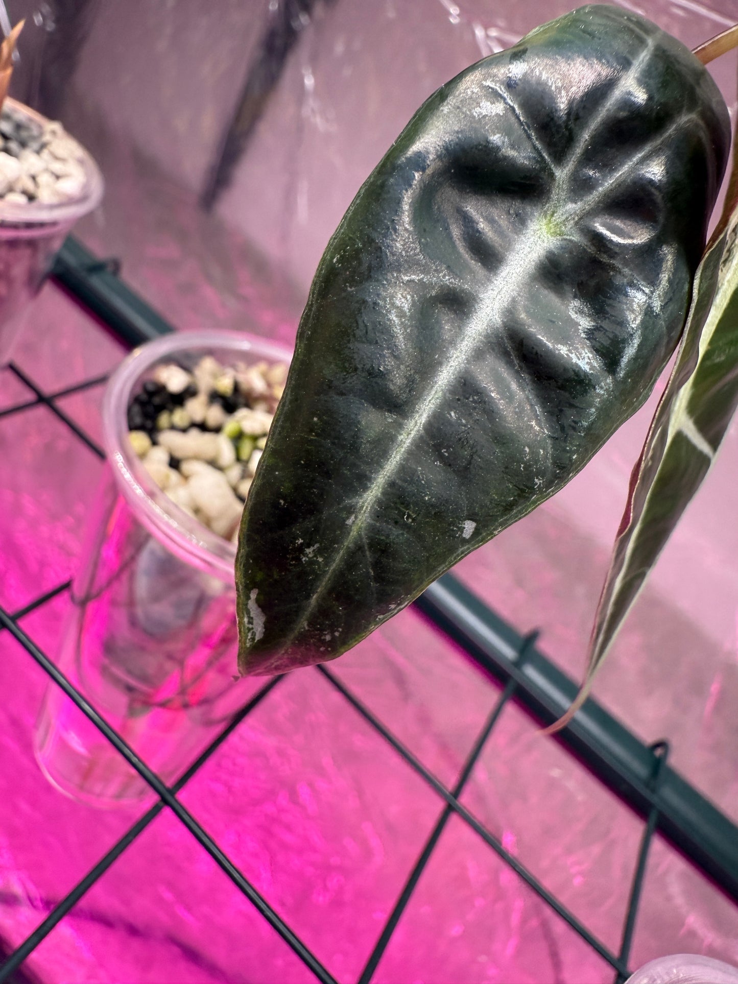 True Pink Amazonica Pup - Corm Grown