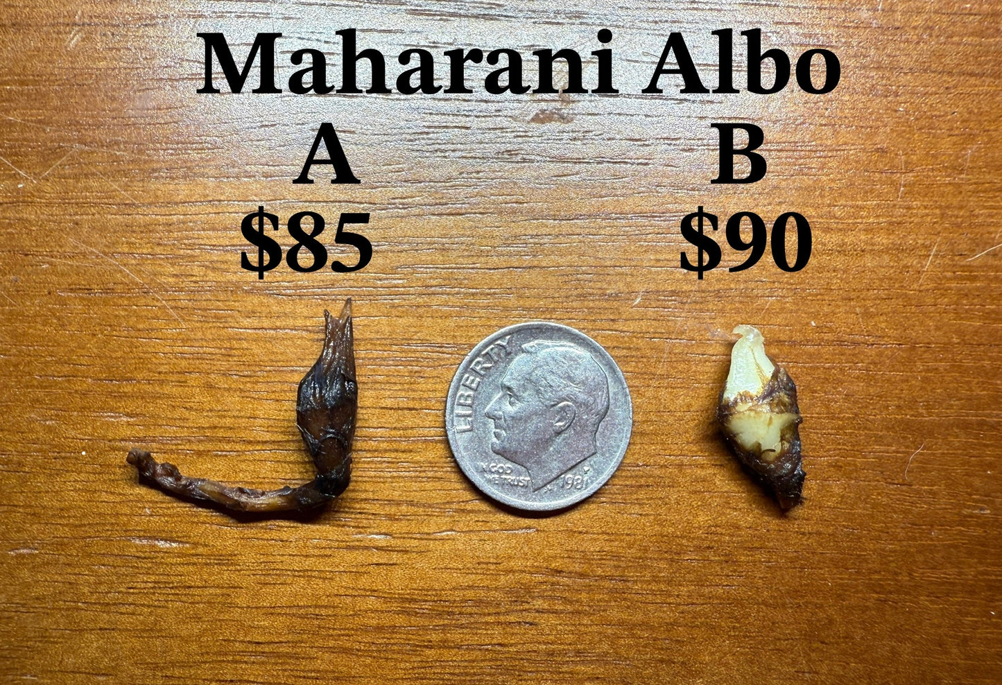 Maharani Corm