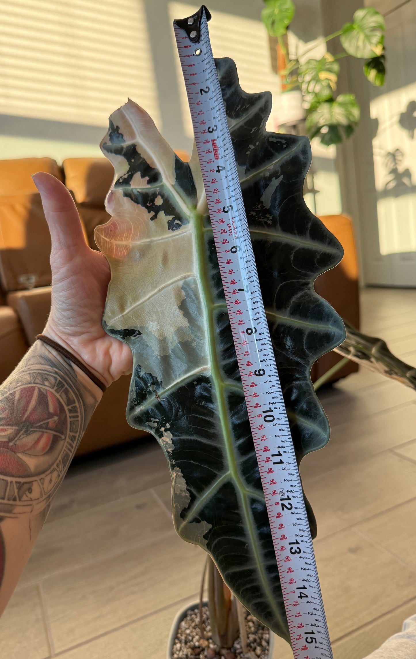 True Pink Amazonica (Corming Size)