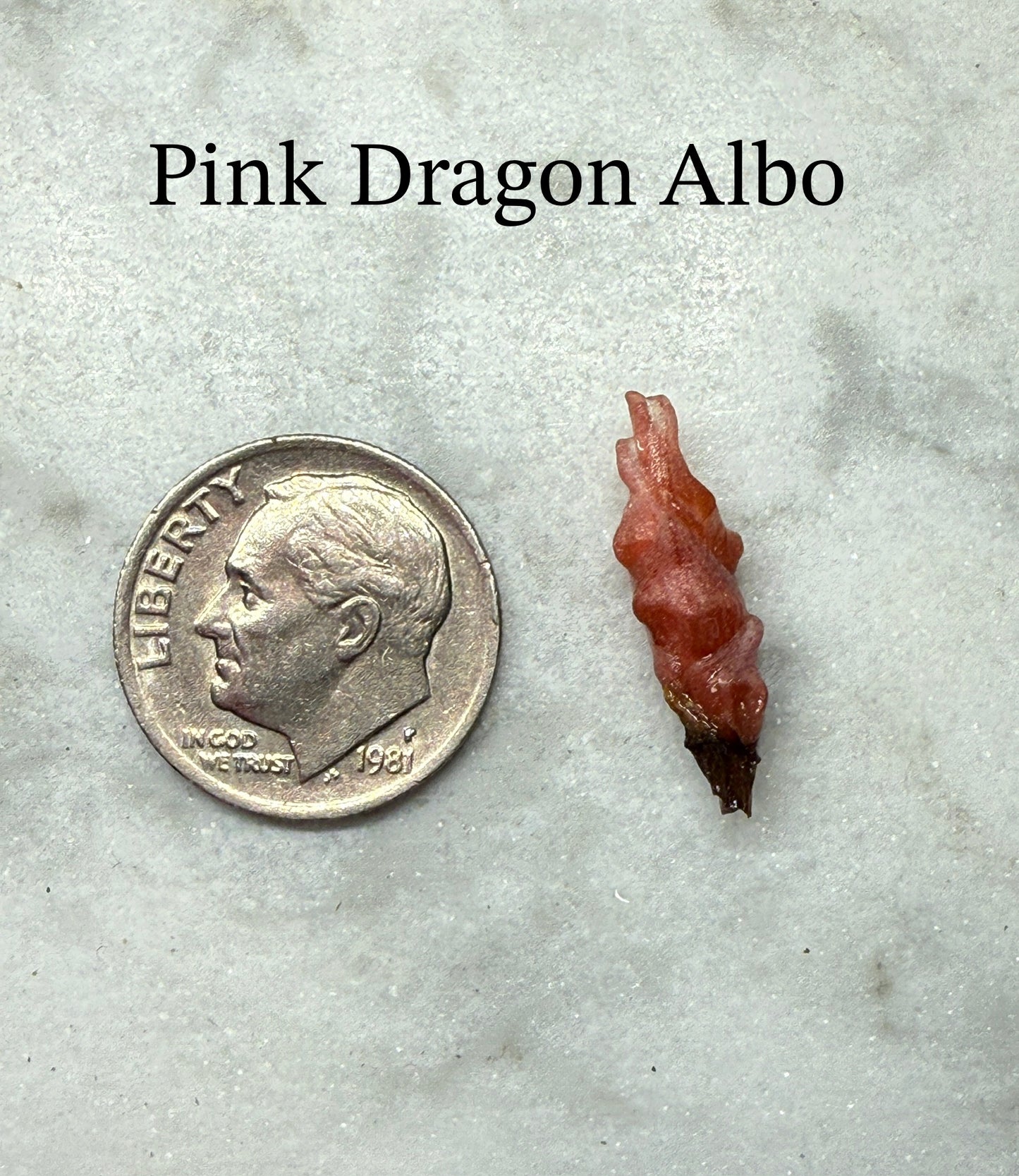 Pink Dragon Albo Corm