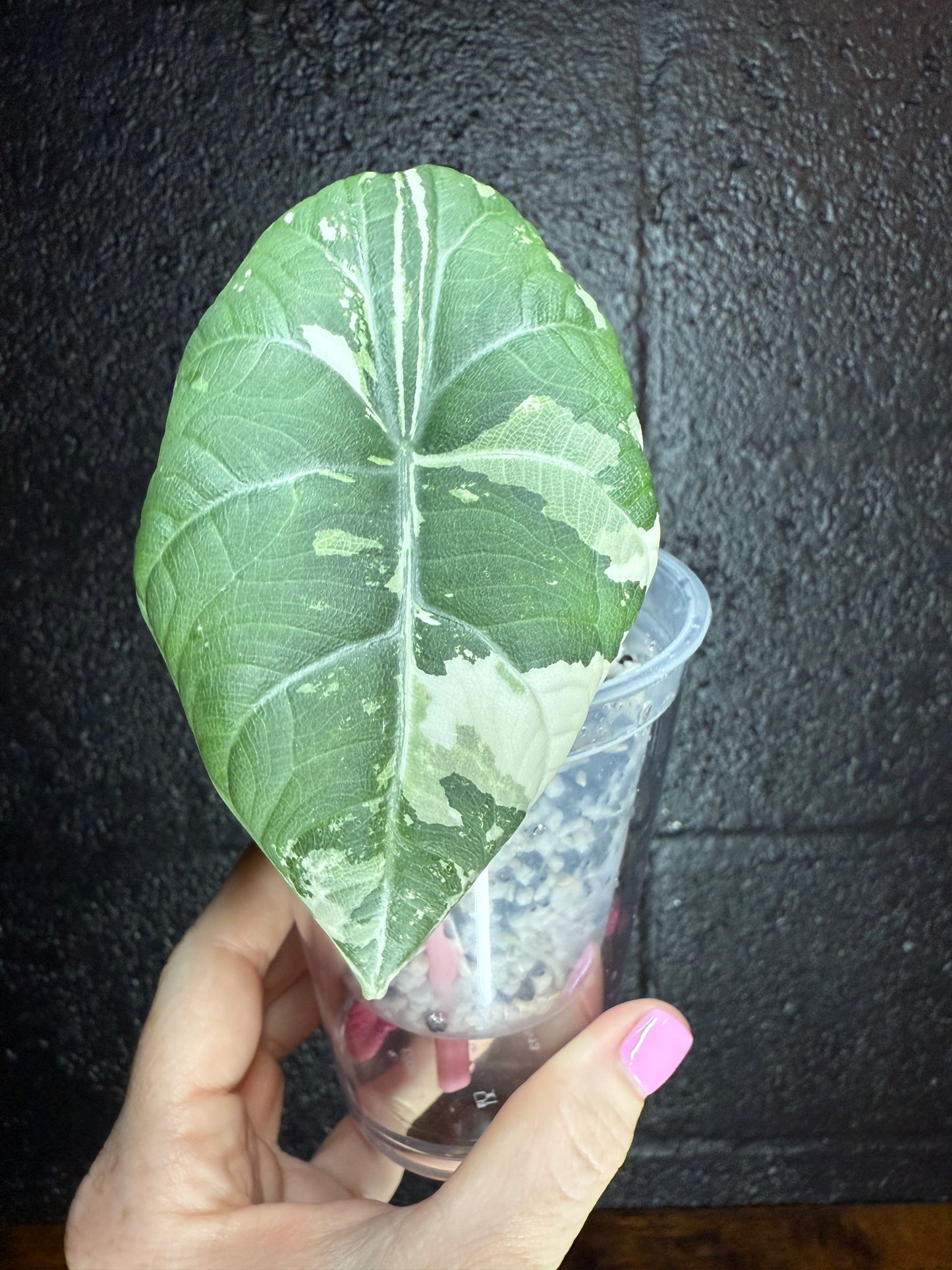 Maharani Albo (Corming Size)