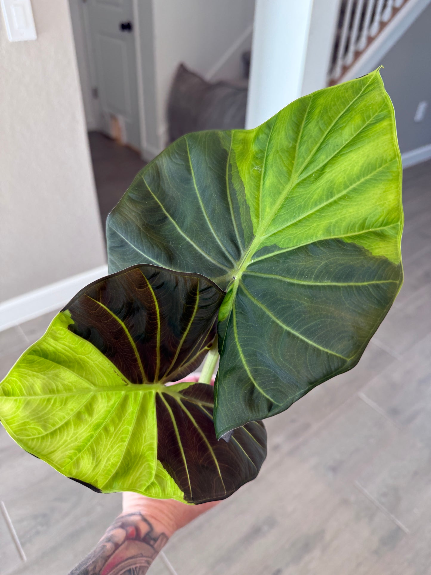 Regal Shield Green on Green CORM