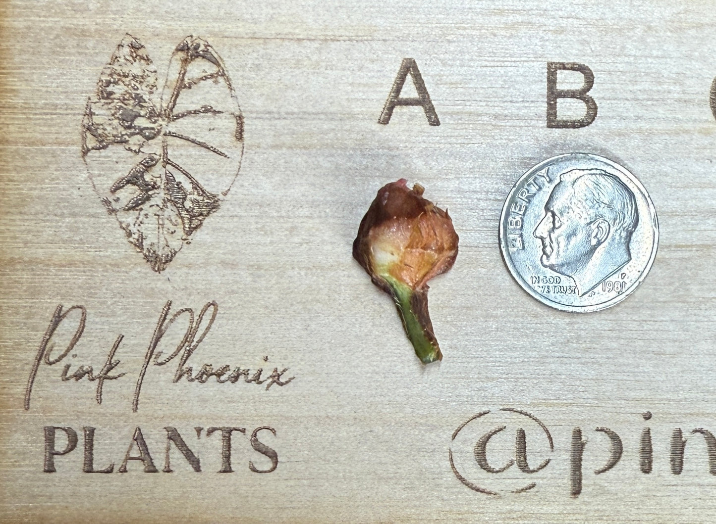 Pink Chantrieri Corm