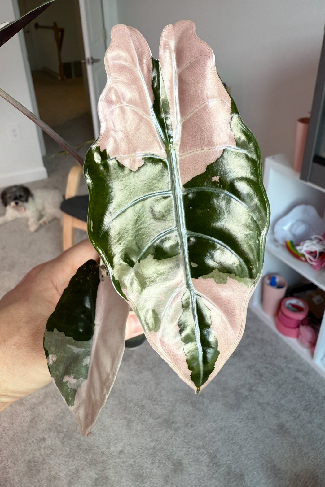 Discounted Duo: Pink Chantrieri & Pink Watsoniana Corms