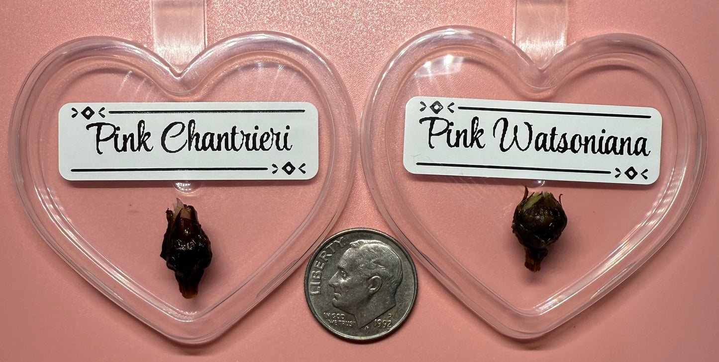 Discounted Duo: Pink Chantrieri & Pink Watsoniana Corms